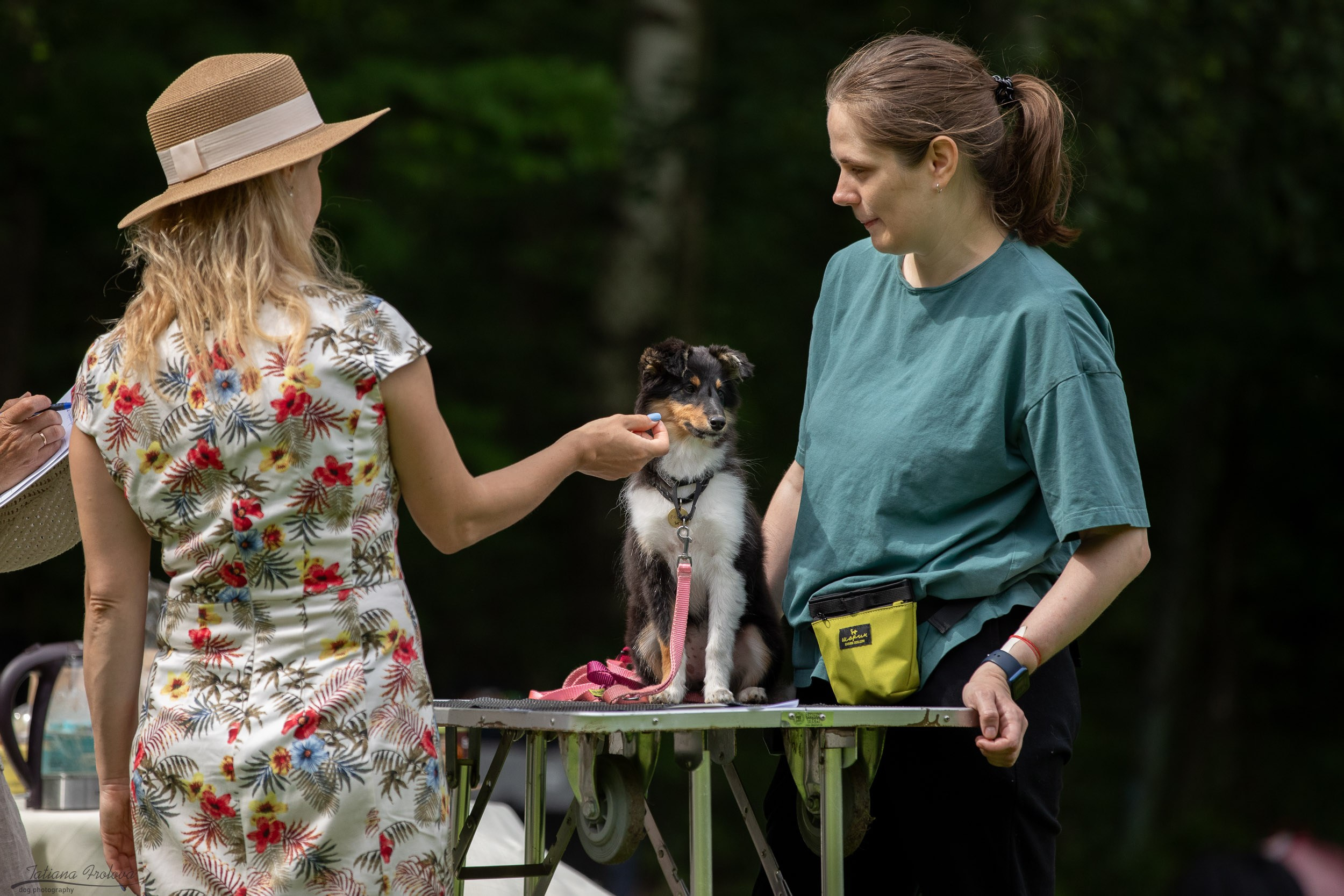 Репортаж с выводки молодняка колли/шелти в Ясенево. Фотограф-анималист в Москве и Московской области Татьяна Фролова