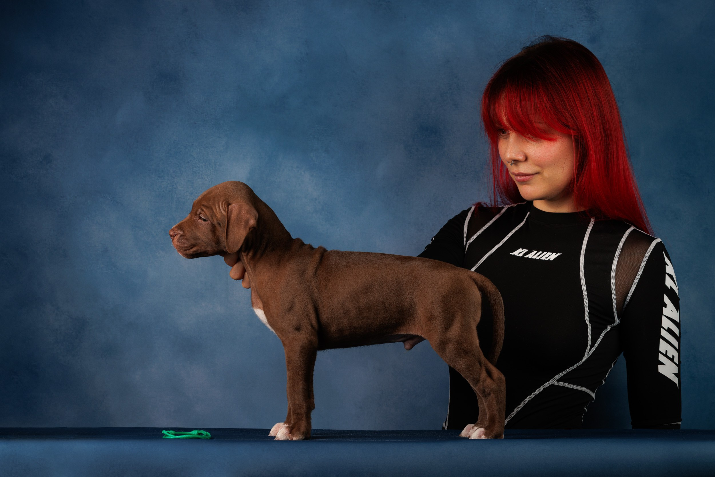 Съемка щенков АПБТ. Фотограф-анималист в Москве и Московской области Татьяна Фролова