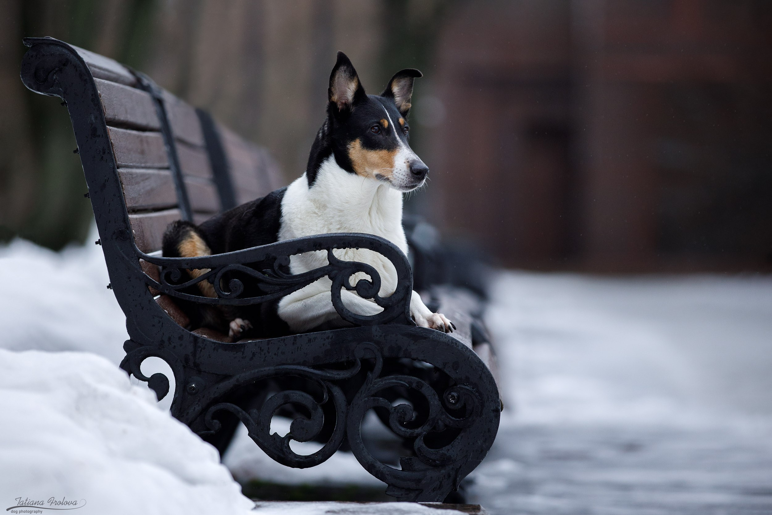 Фотопрогулка короткошерстной колли в Москве. Фотограф-анималист в Москве и Московской области Татьяна Фролова