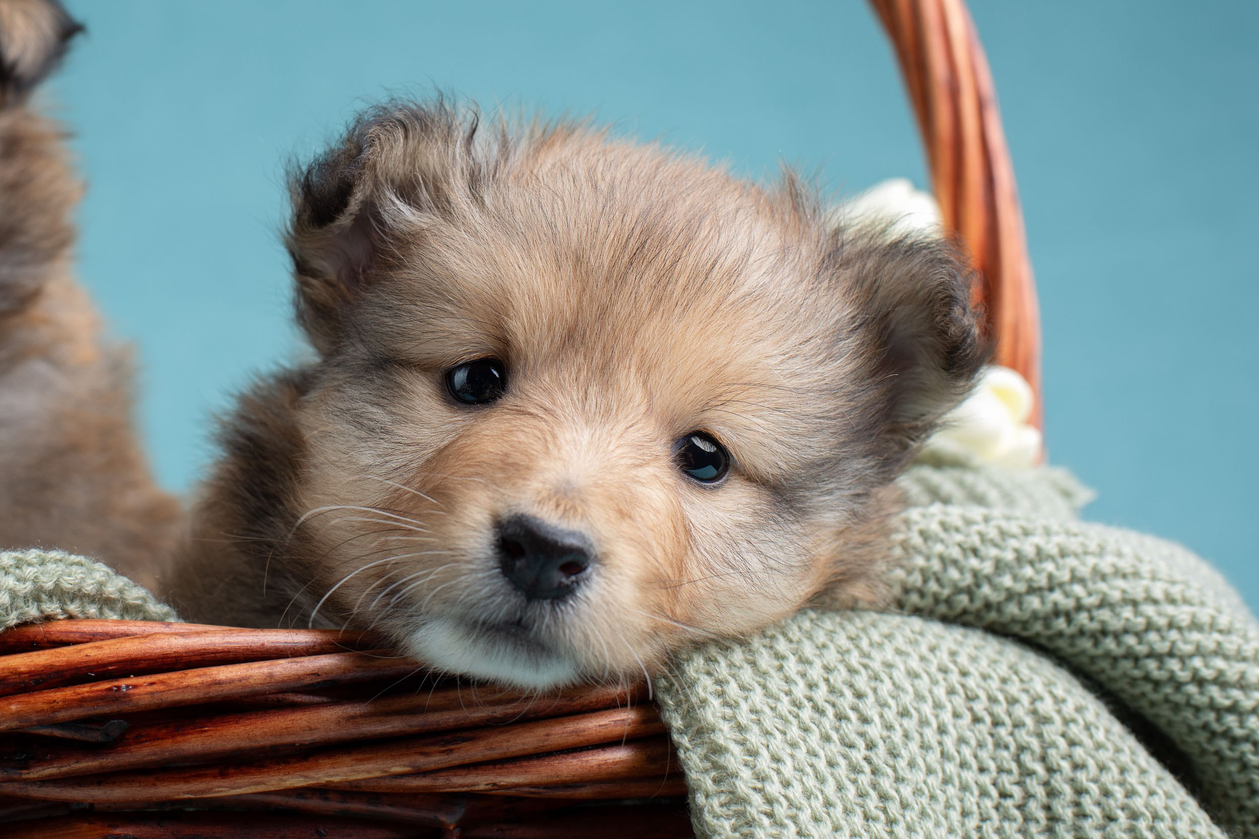 Фото соболиных щенков шелти в возрасте 7 недель на голубом фоне. Фотограф-анималист в Москве и Московской области Татьяна Фролова