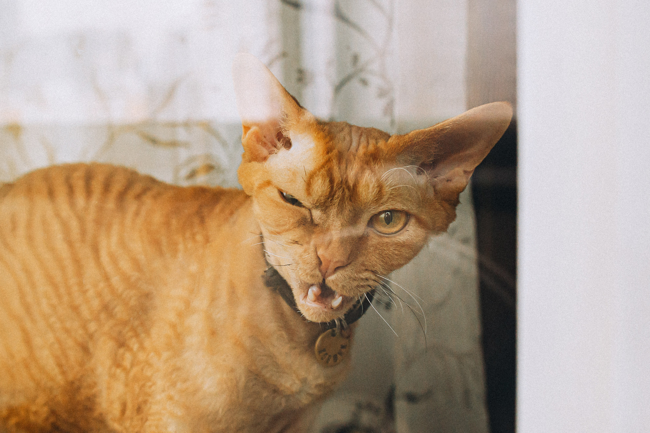 Гречка, Ковш и их семья