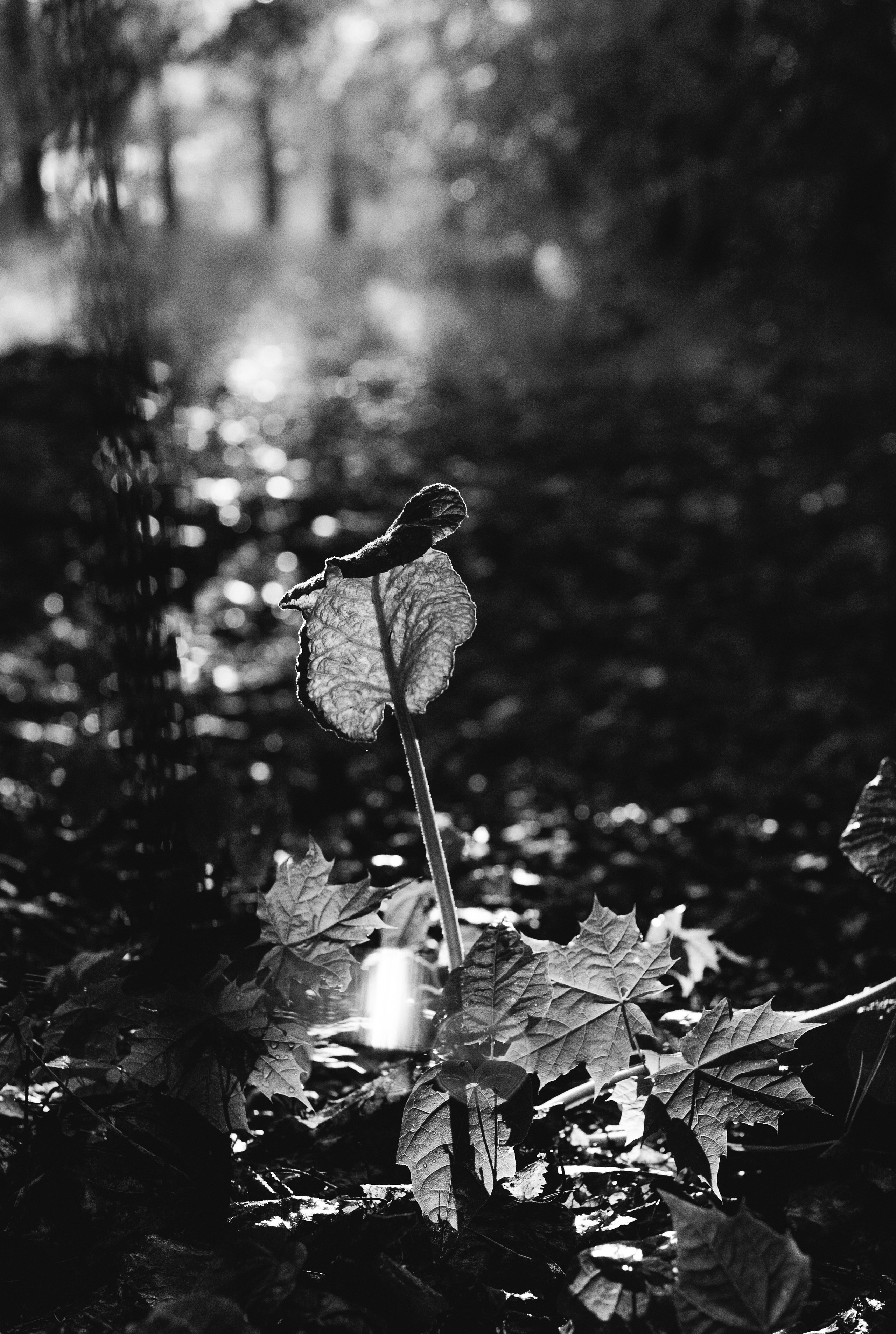 После дождя. Фотограф в Москве Юлия Першина