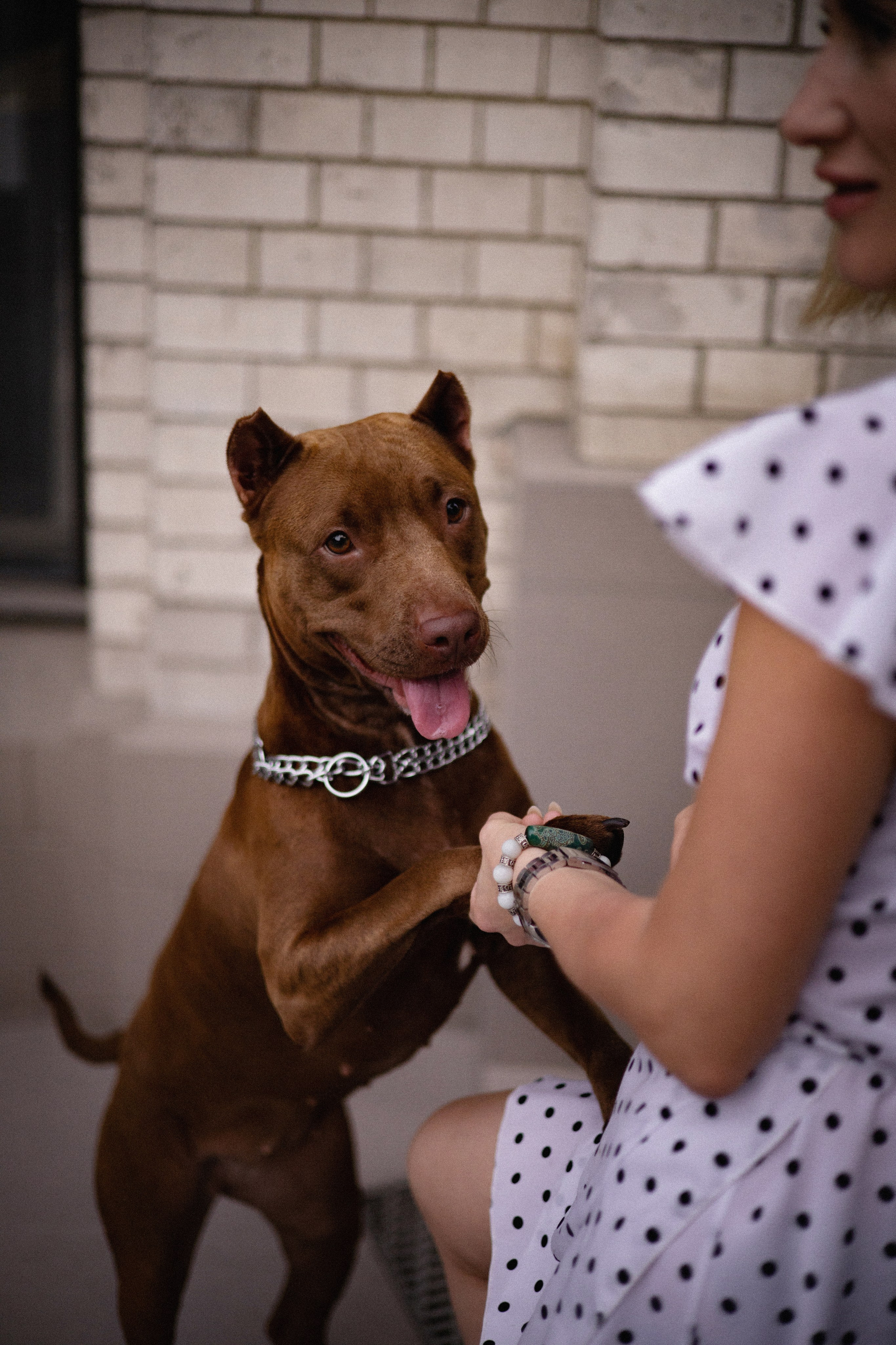 Оля и герда. Фотограф — анималист Владивосток, Алина