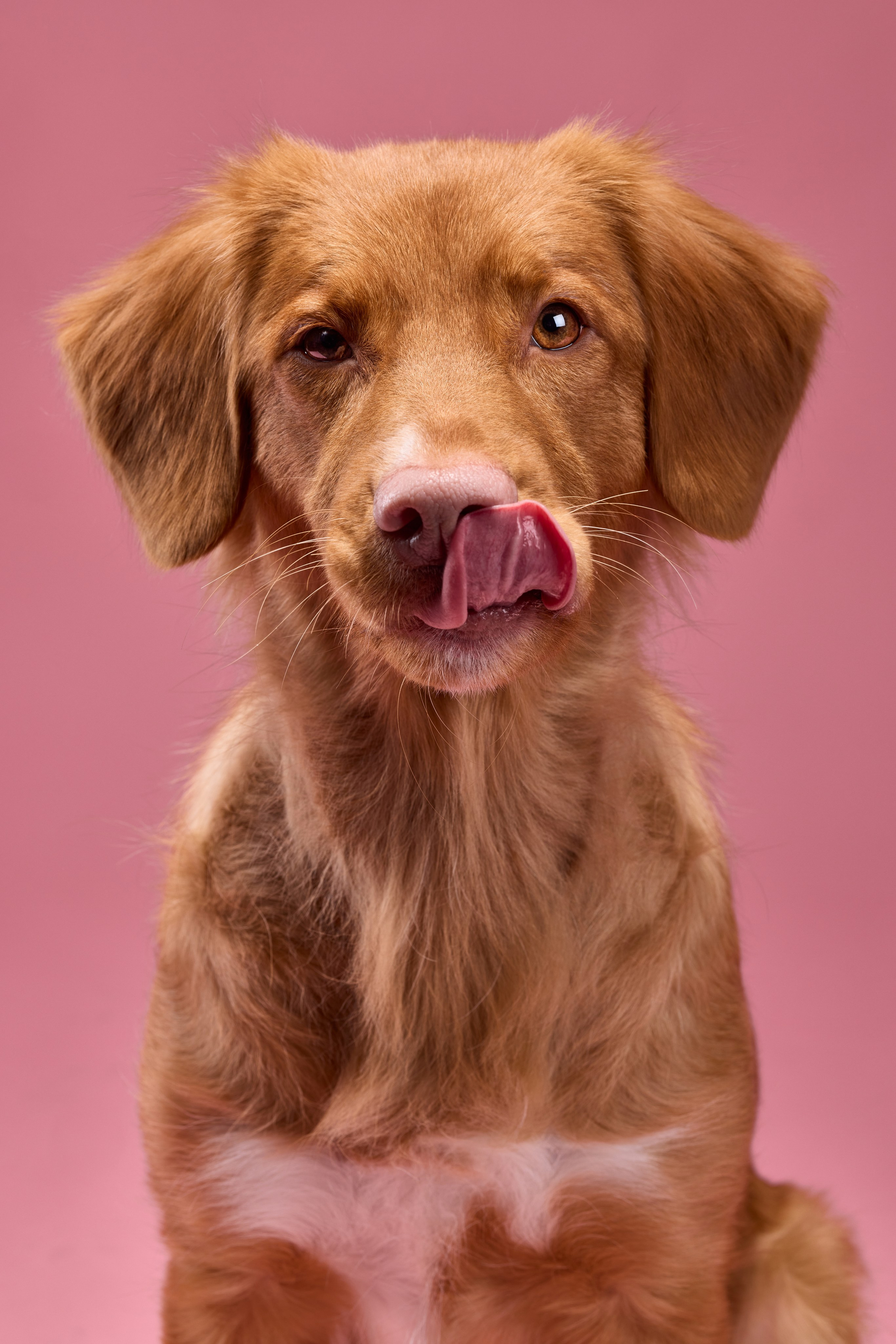 Pet photography. Фотограф Макс Давыдов