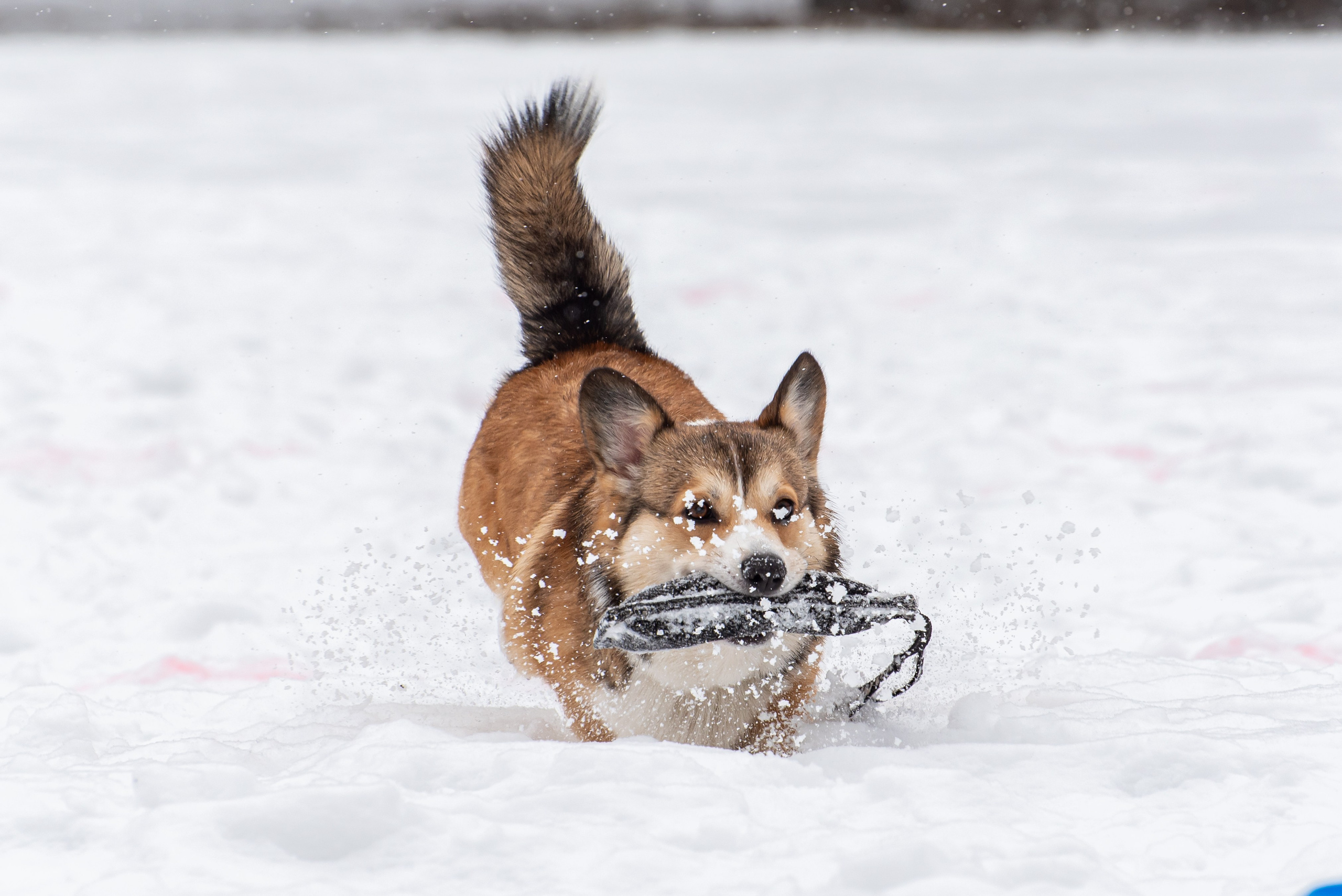 Фотосъёмка с собаками в Кинологическом лагере. Фотограф Макс Огурцов в Нижнем Новгороде