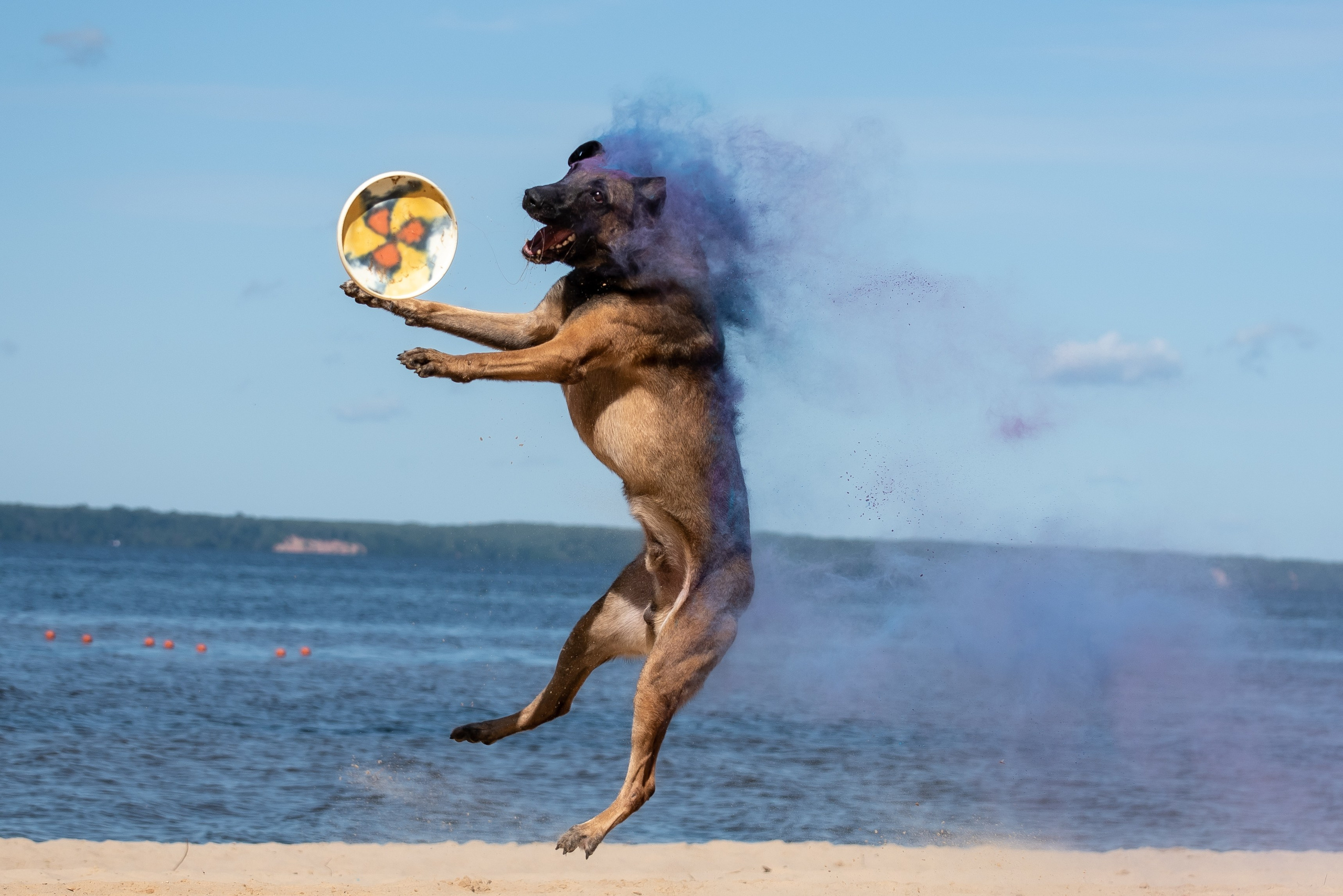 Фотосессия краски холи с собакой. Фотограф Макс Огурцов в Нижнем Новгороде