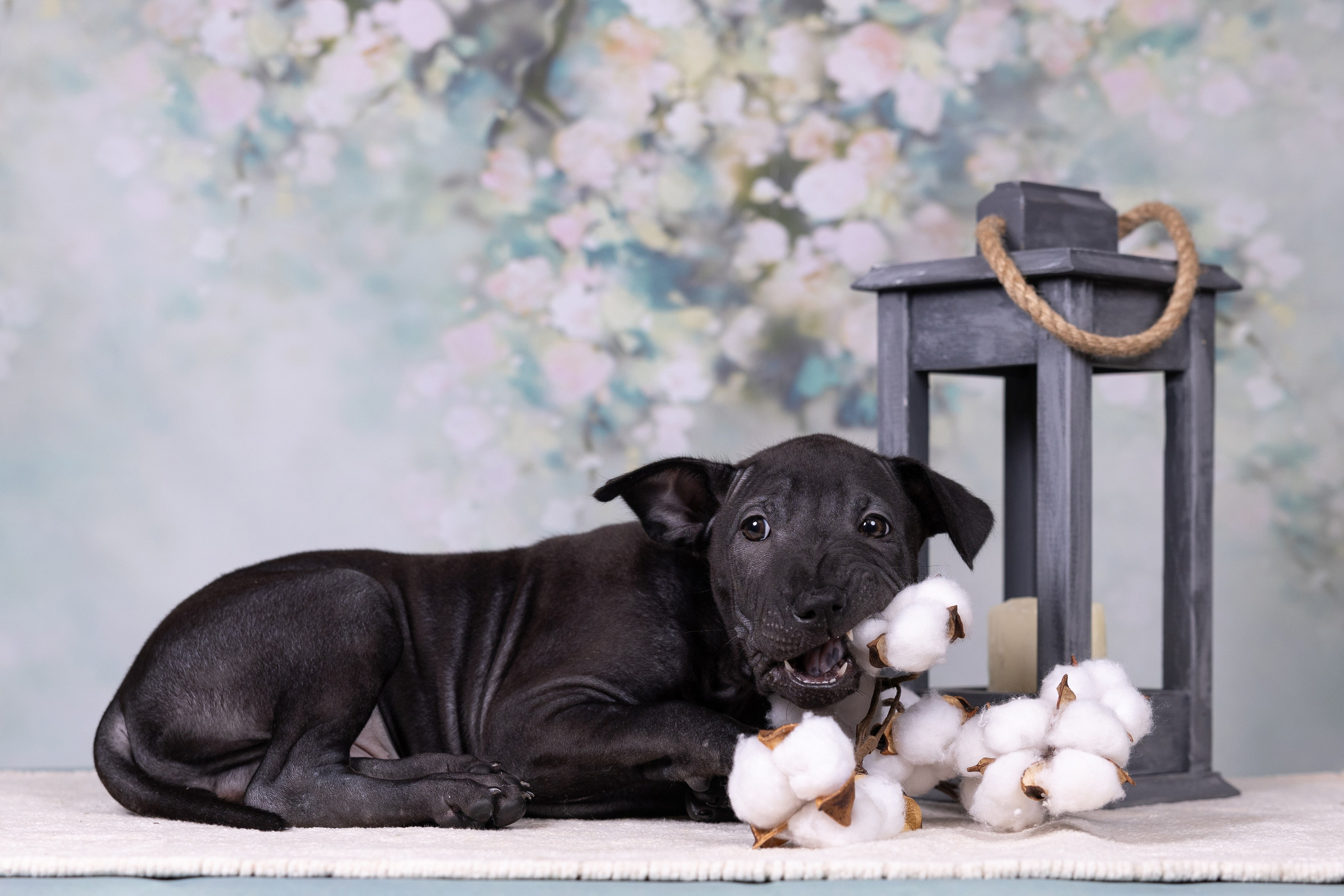Щенки в домашней студии. Фотограф анималист в Казани Алина Сулейманова. Фотограф животных