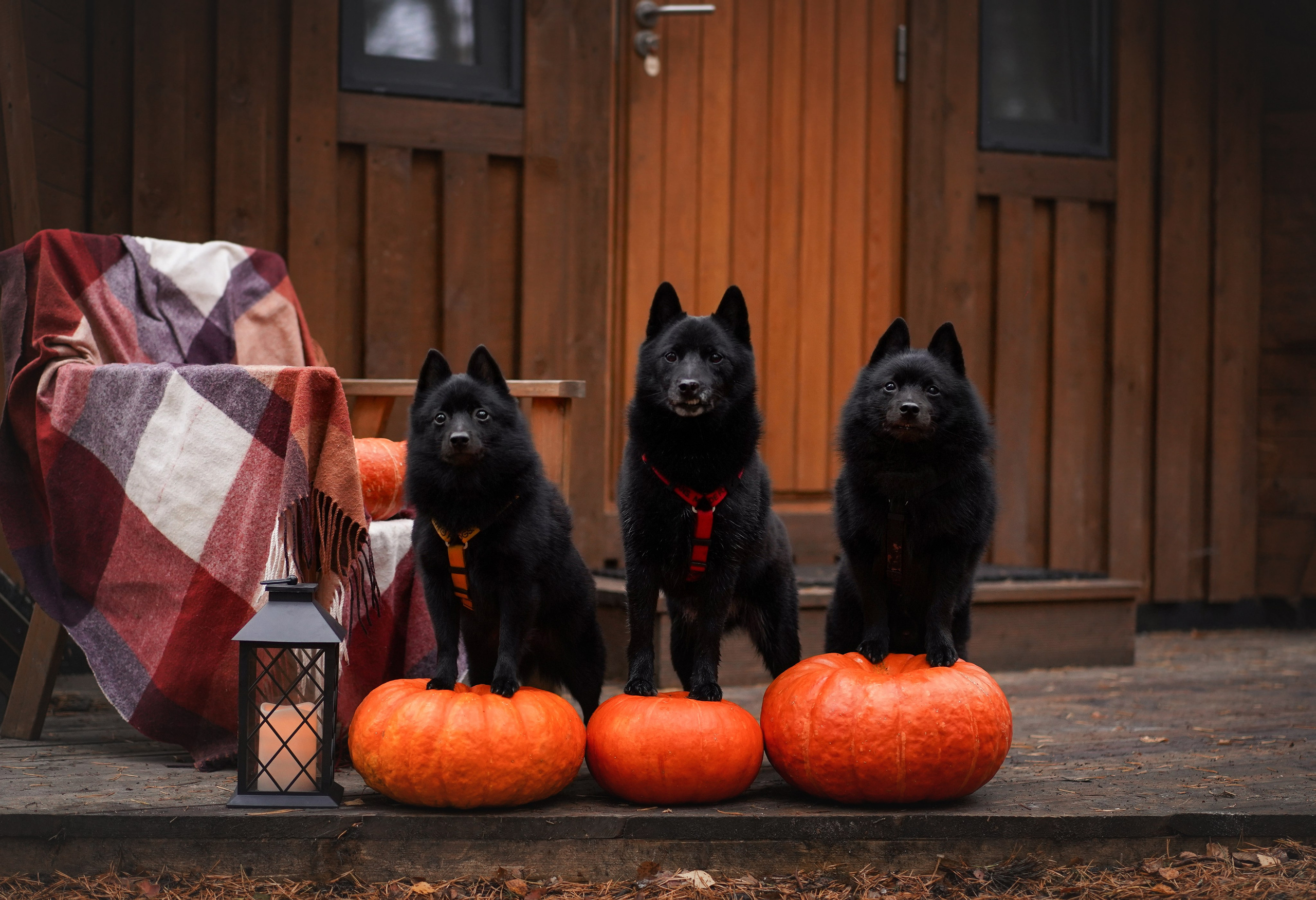 Аня Мишель Арчи и Майкл. Фотограф-анималист в Санкт-Петербурге Яна Мартынова