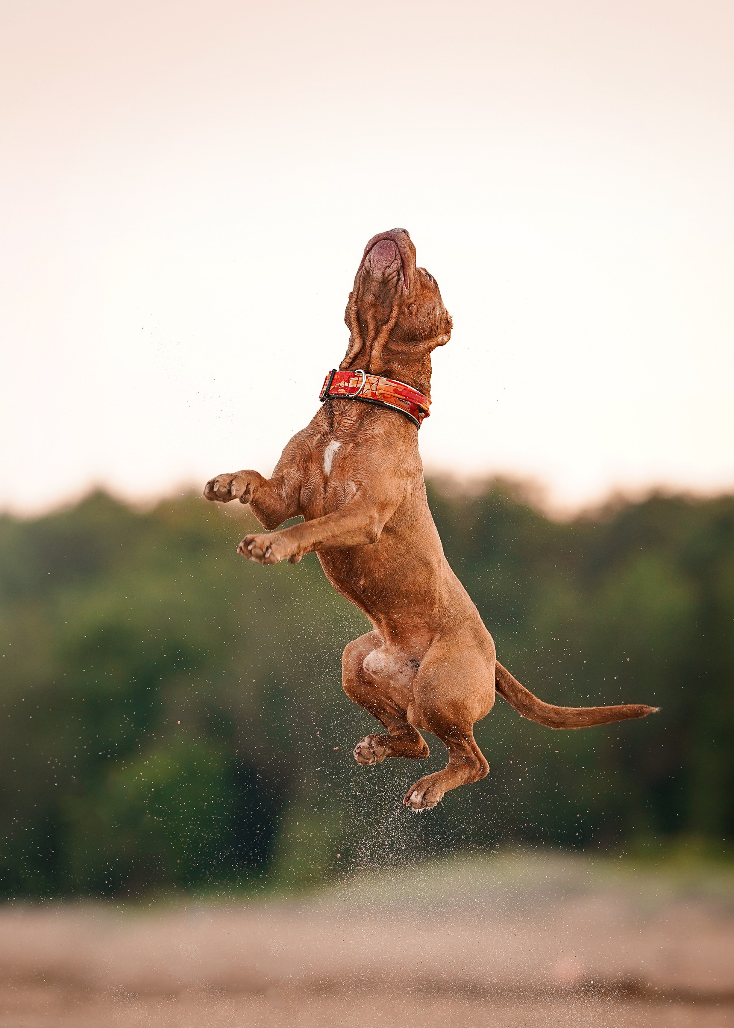Татьяна Изи и Джем. Фотограф-анималист в Санкт-Петербурге Яна Мартынова