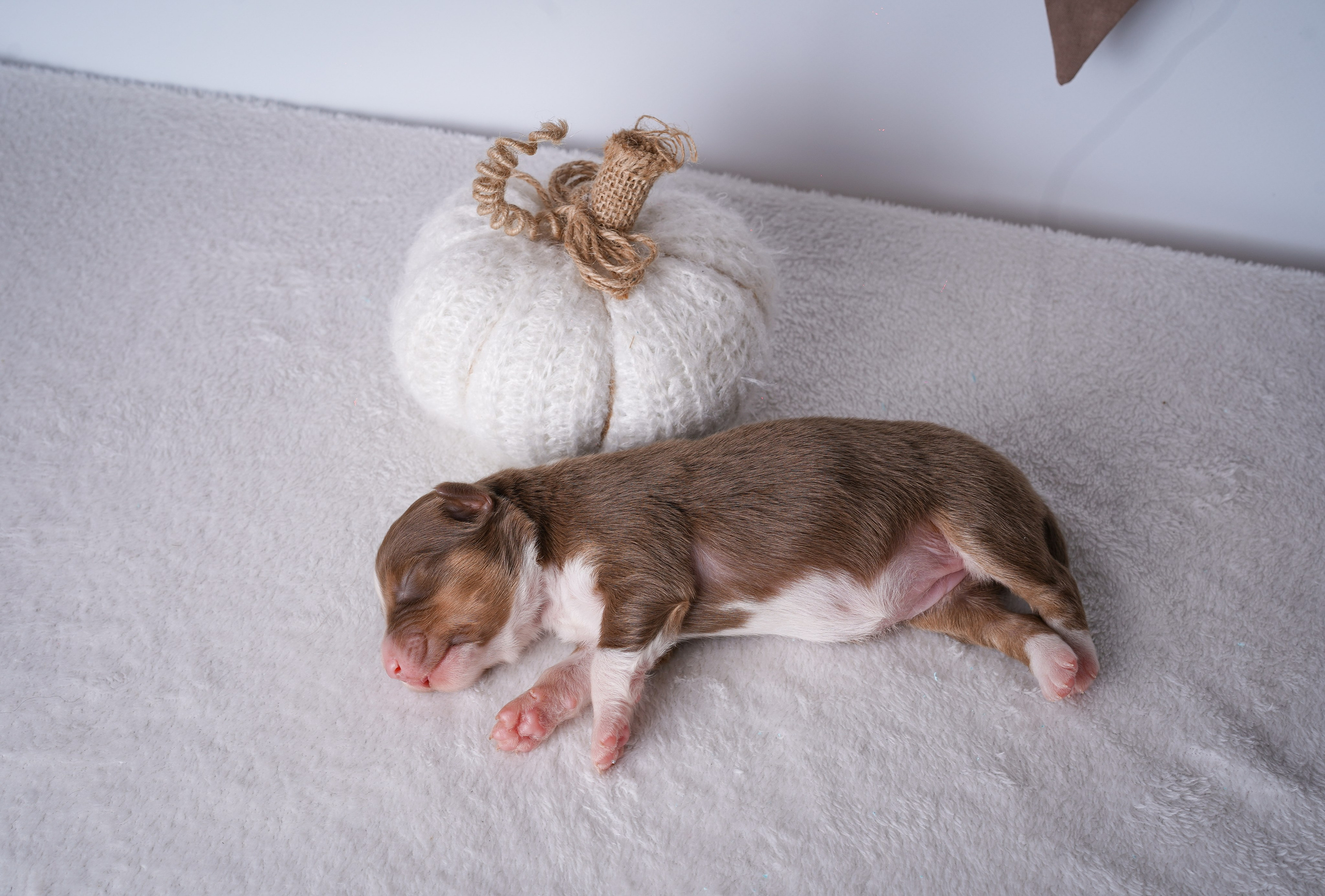 Щенули аусси. Фотограф-анималист в Санкт-Петербурге Яна Мартынова
