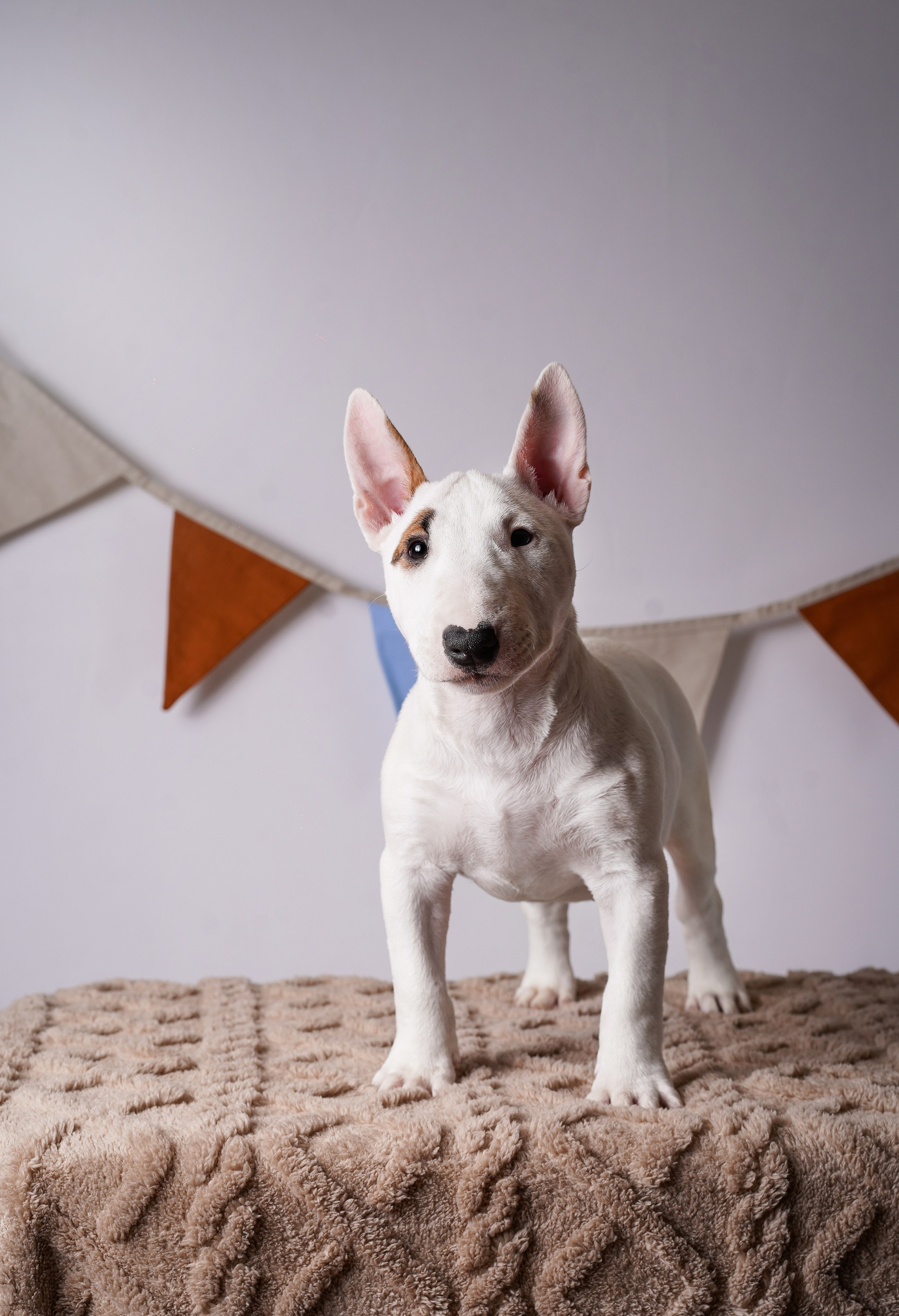 Щенки минибультерьера. Фотограф-анималист в Санкт-Петербурге Яна Мартынова