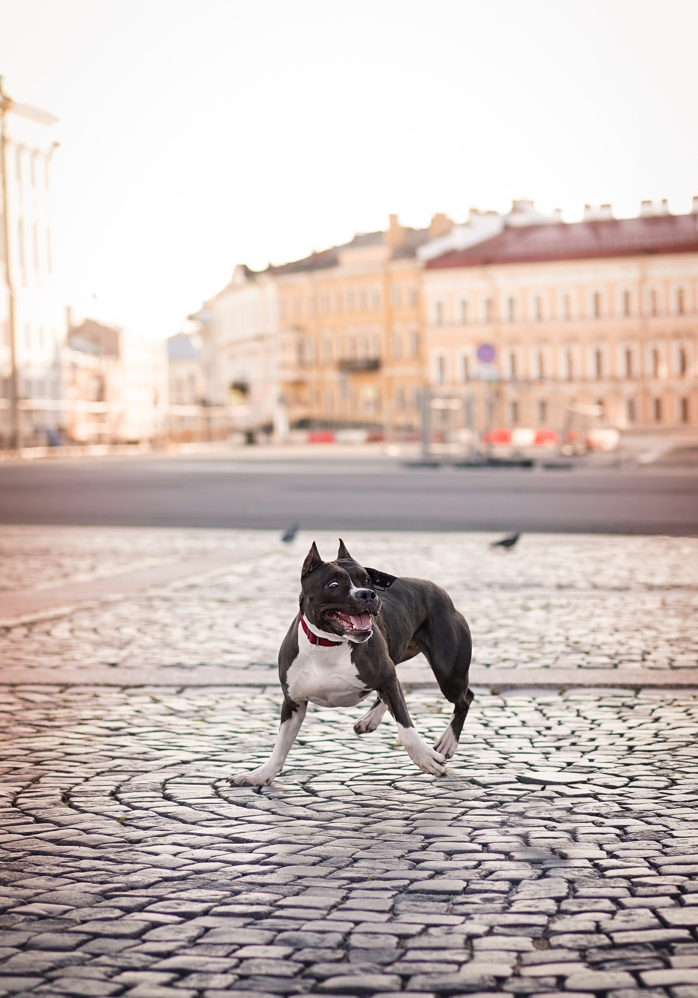 Аня Терентий и Кайли. Фотограф-анималист в Санкт-Петербурге Яна Мартынова