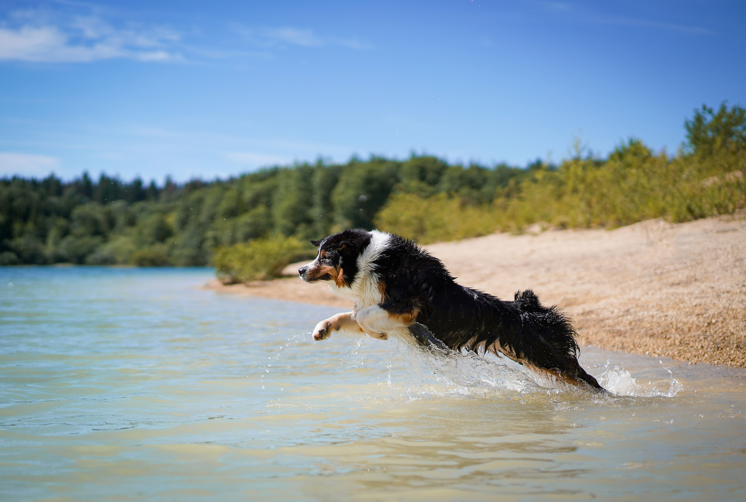 Аусси на карьерах. Фотограф-анималист в Санкт-Петербурге Яна Мартынова