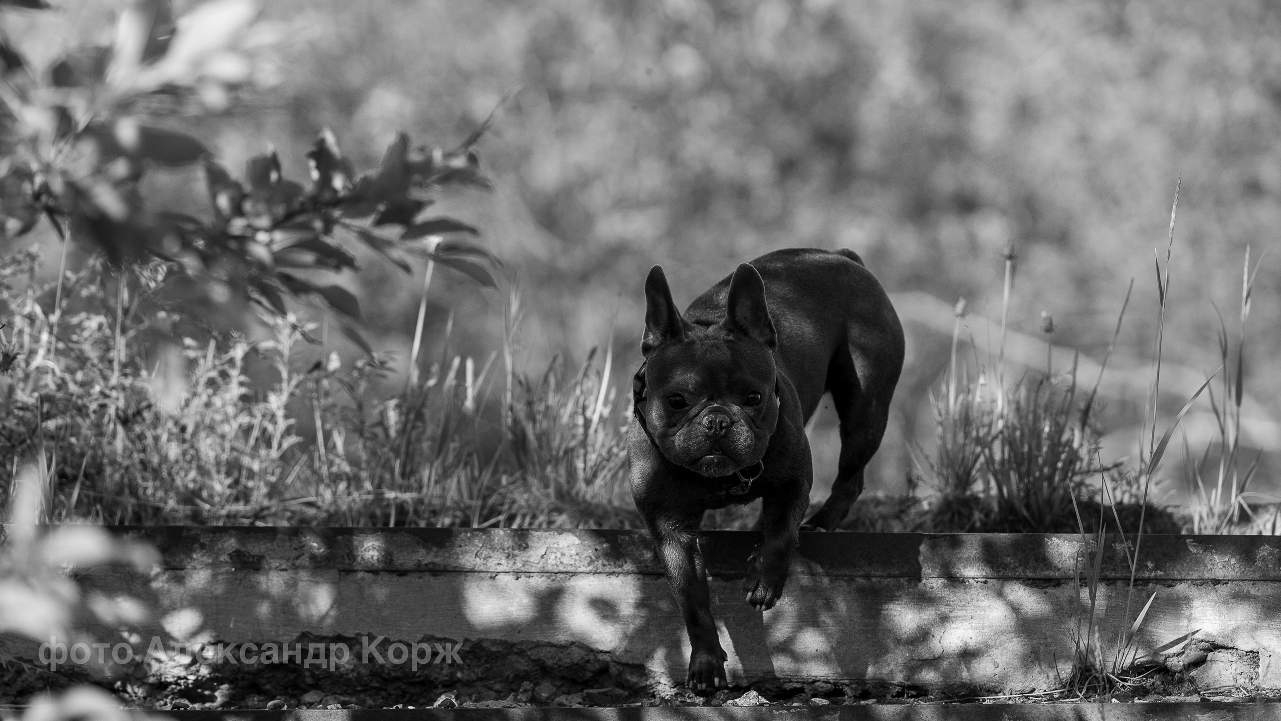 Животные. Фотографии и видеосъемка, Айхал, Удачный, Якутия. Фотографии Айхал