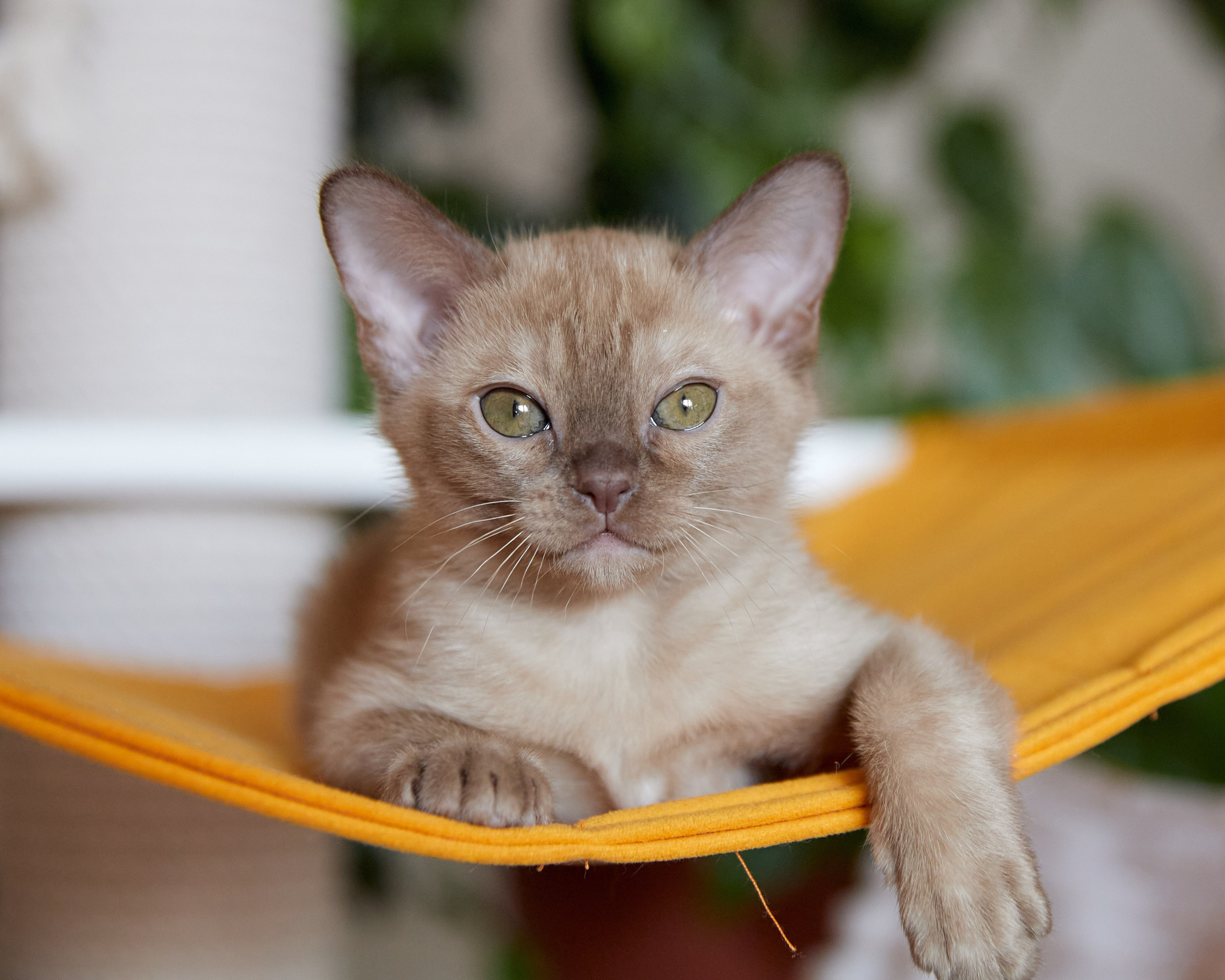 Afina (Магнитогорск). Питомник «Bouncy Life»