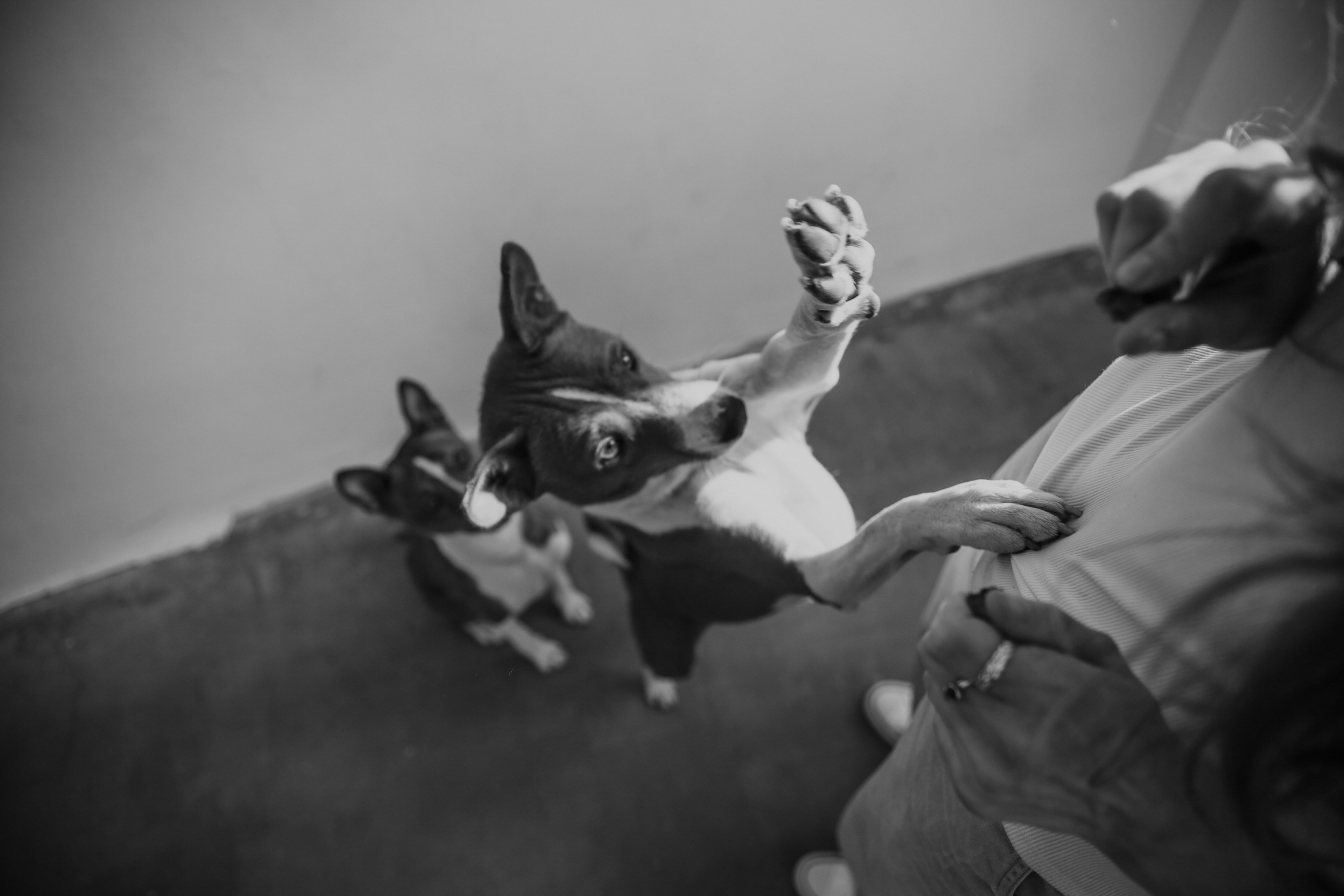 С собаками. Фотограф в Серпухове и Тарусе Ксения Царёва