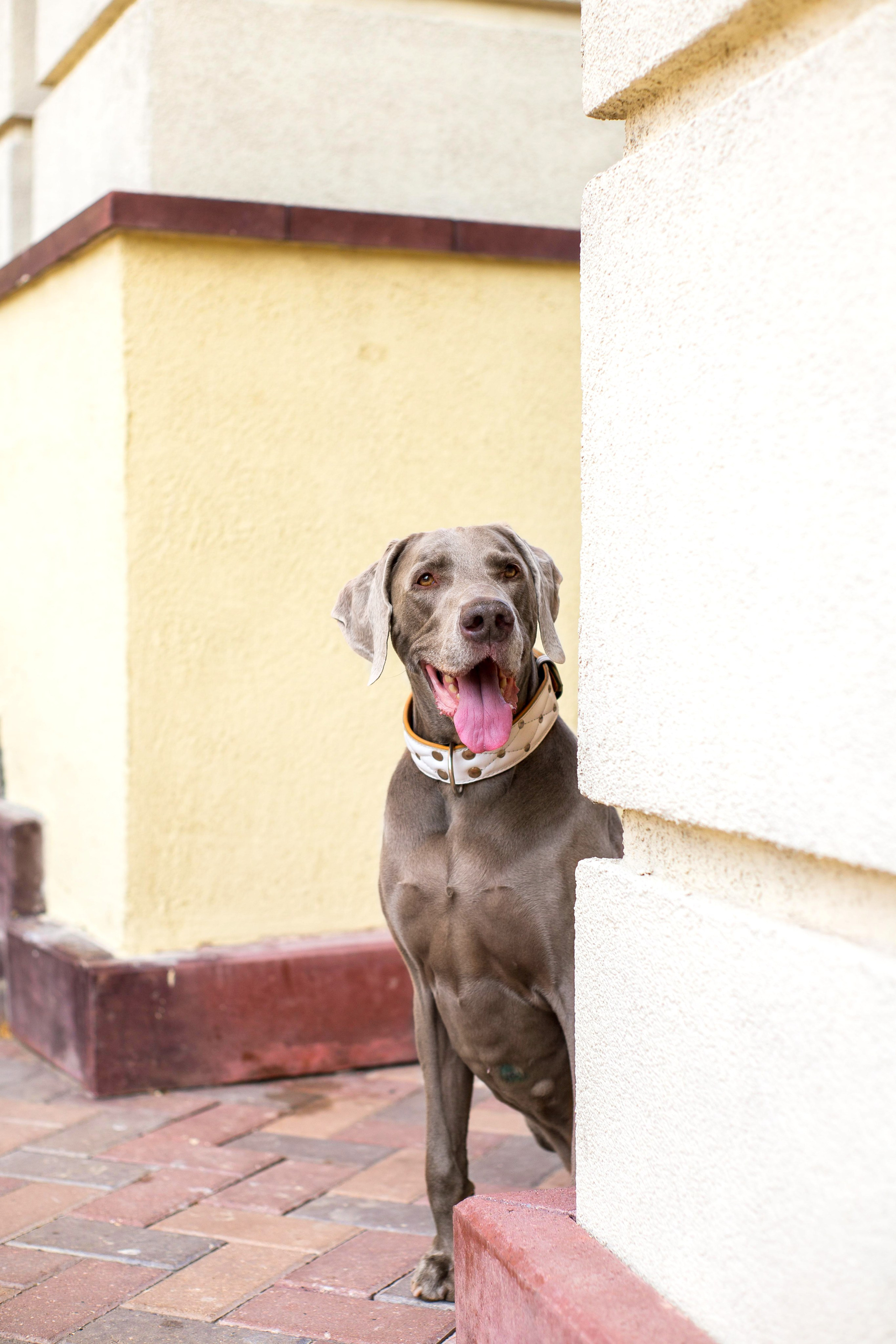 Евгения и Данте. Https://moshkovaphoto.ru/