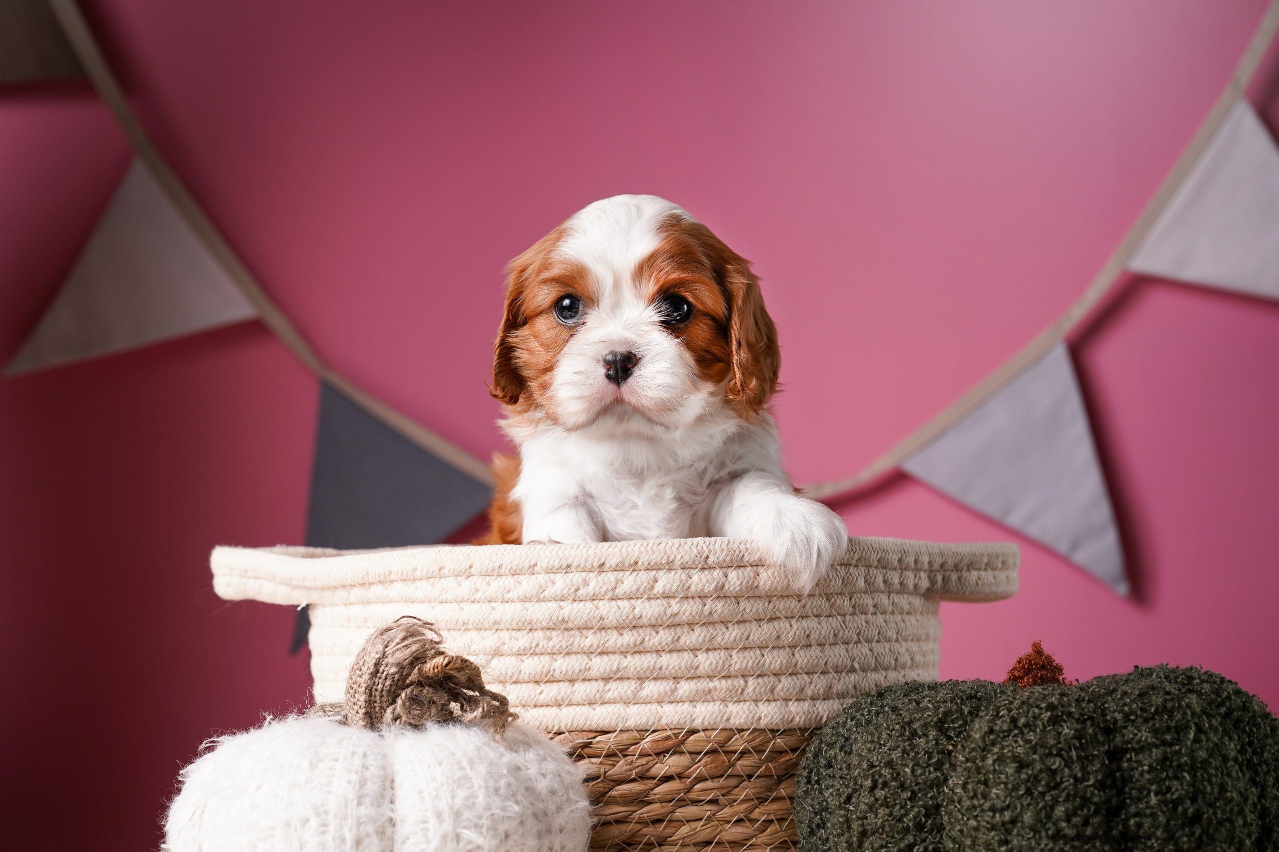 Щенки кавалера. Фотограф-анималист в Санкт-Петербурге Яна Мартынова