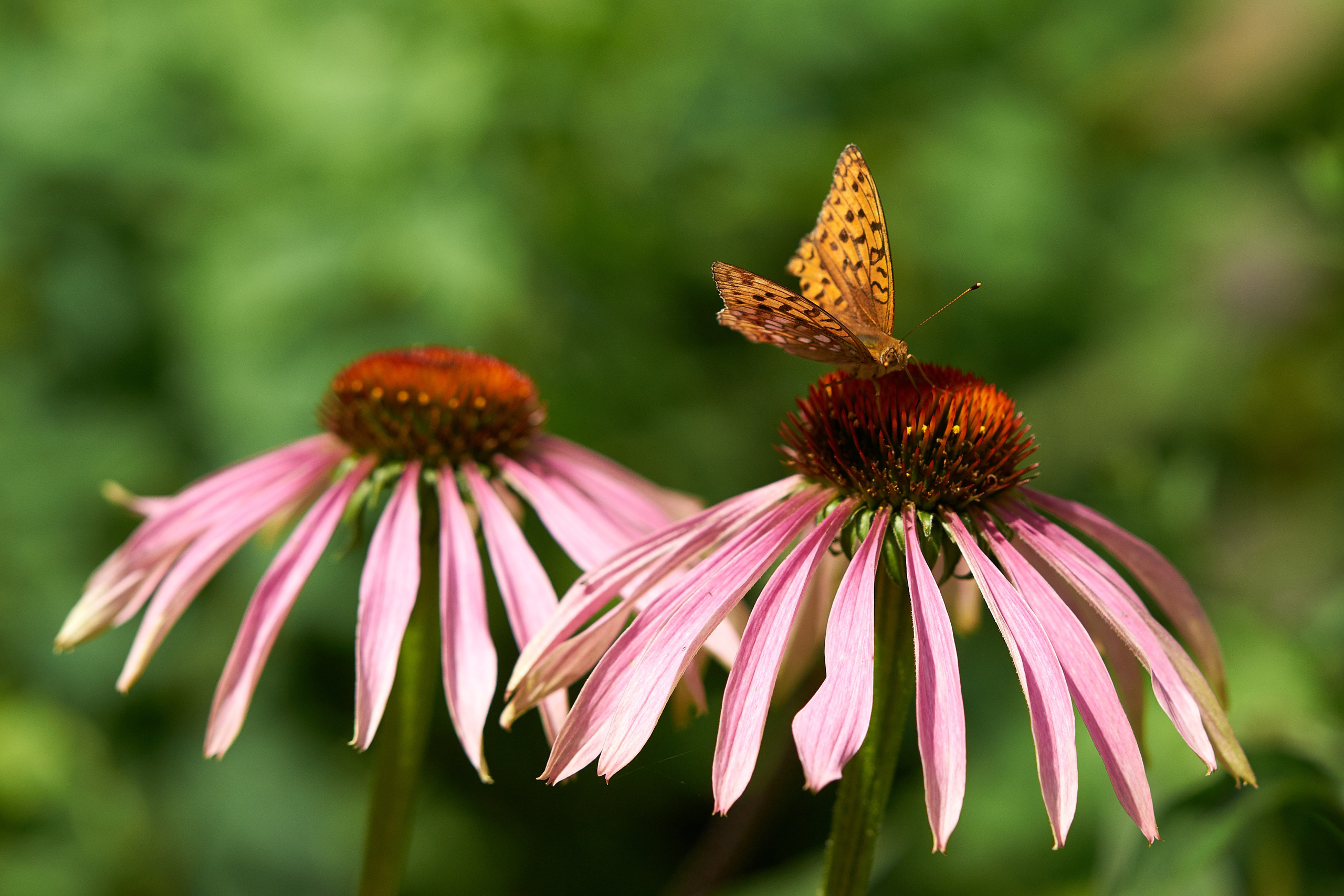 Наша мать — природа. Фотограф Владимир Артамонов