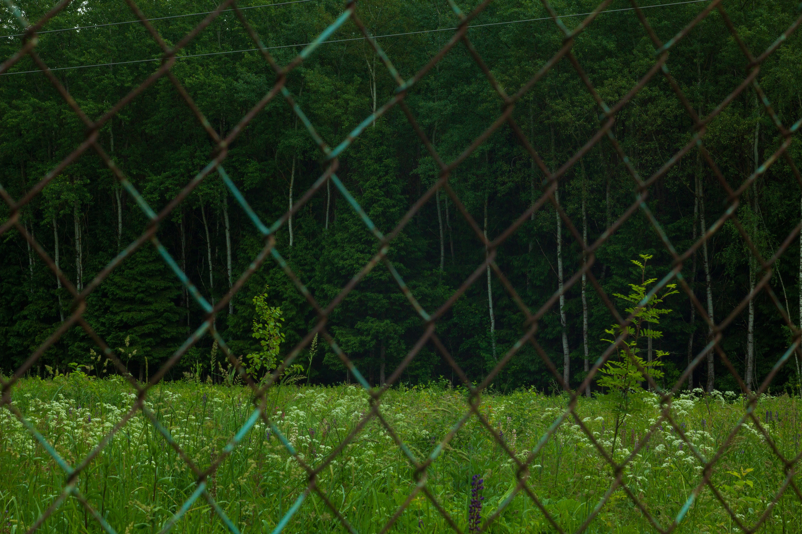 Dacha vibes. Папка кадров 📁