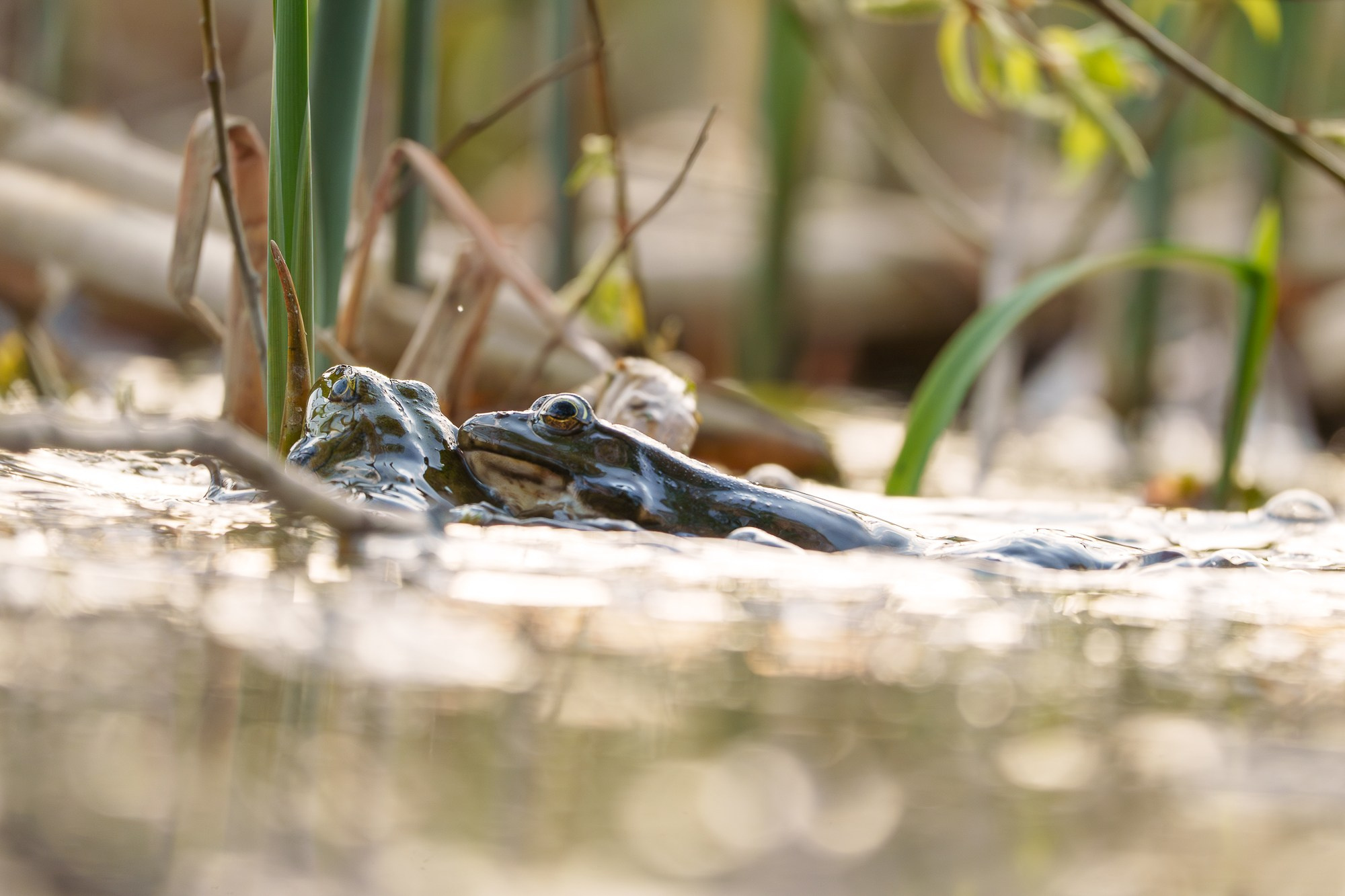 Животные. Ваш личный фотограф Марина Волкова