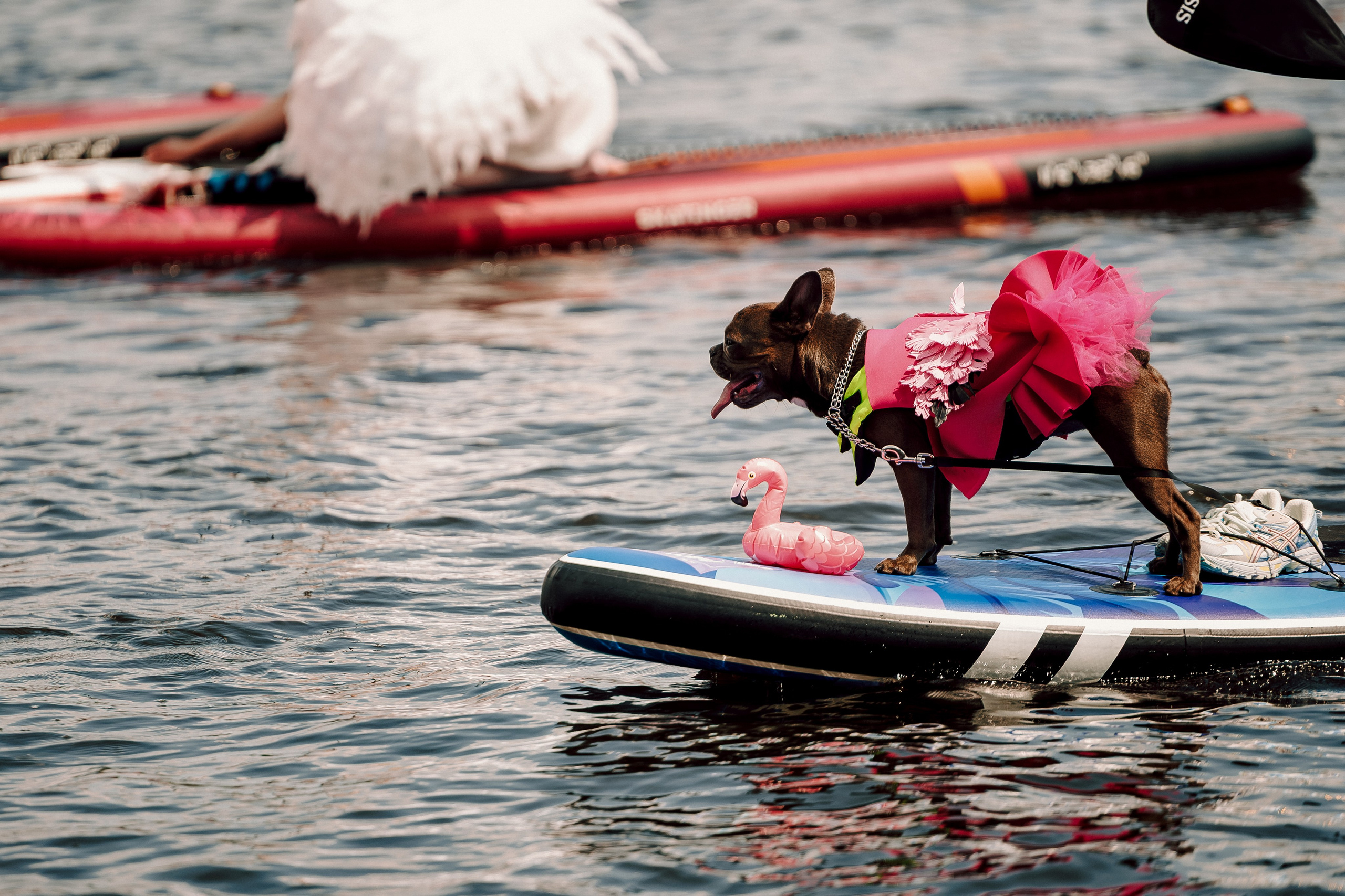 E1 Sup Fest 2026. Фотограф Лёшка Варзегов