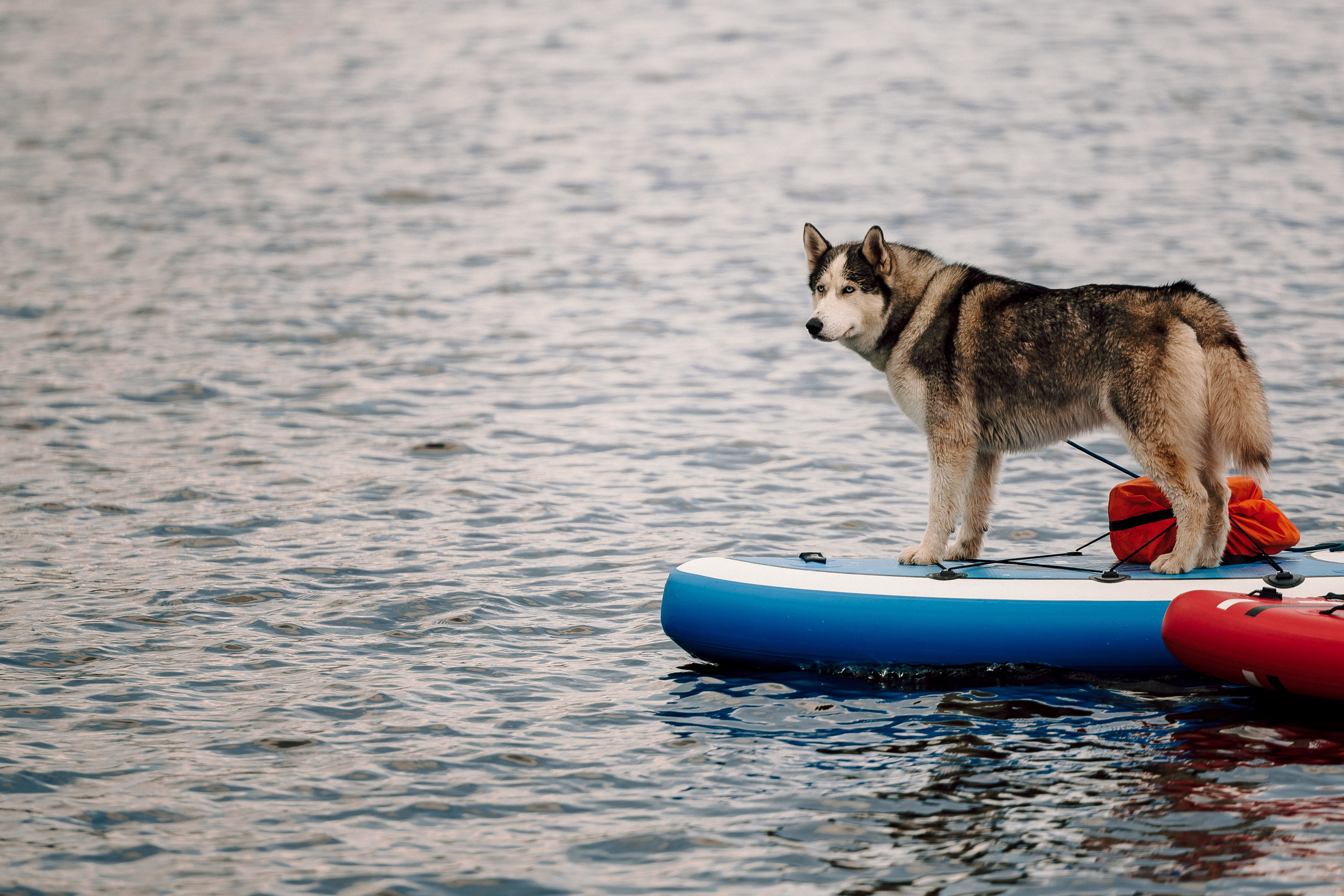 E1 Sup Fest 2026. Фотограф Лёшка Варзегов