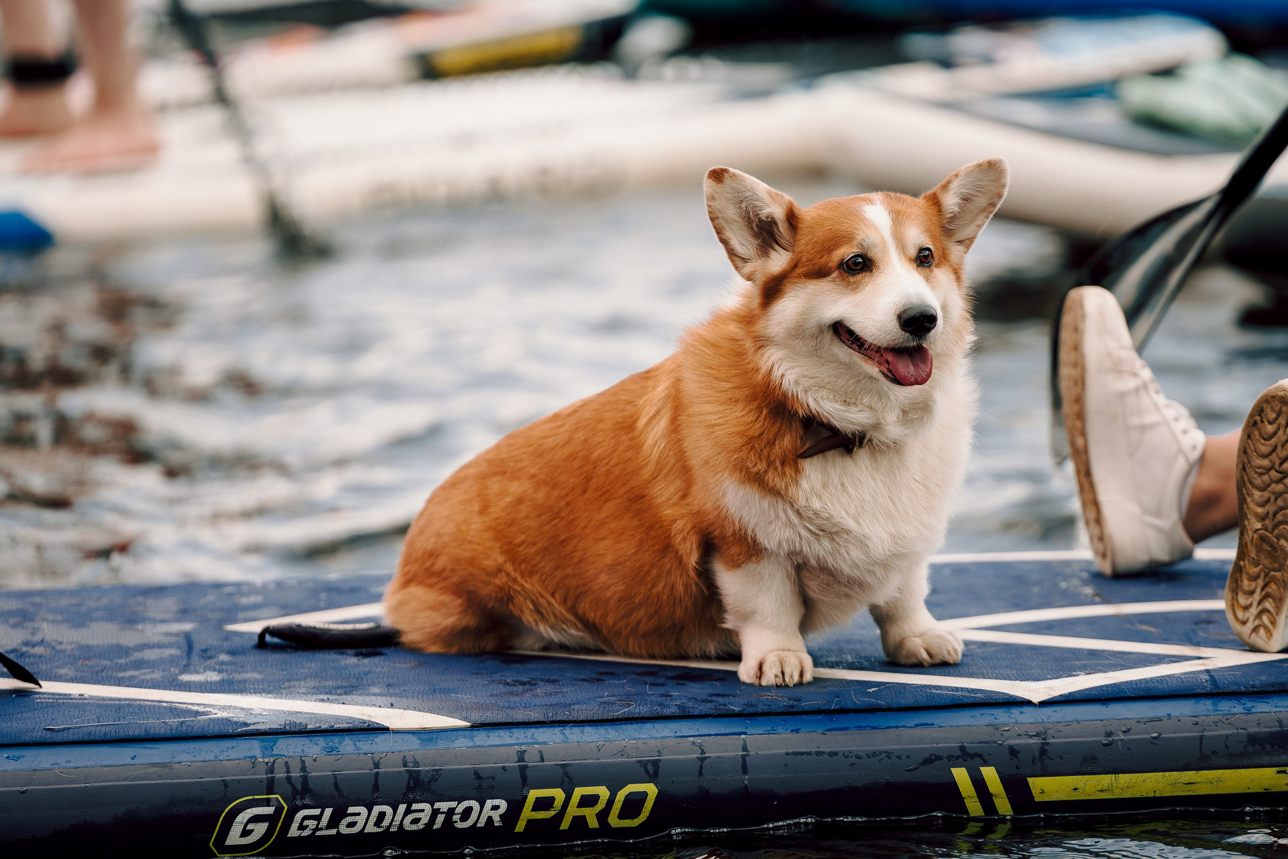 E1 Sup Fest 2026. Фотограф Лёшка Варзегов