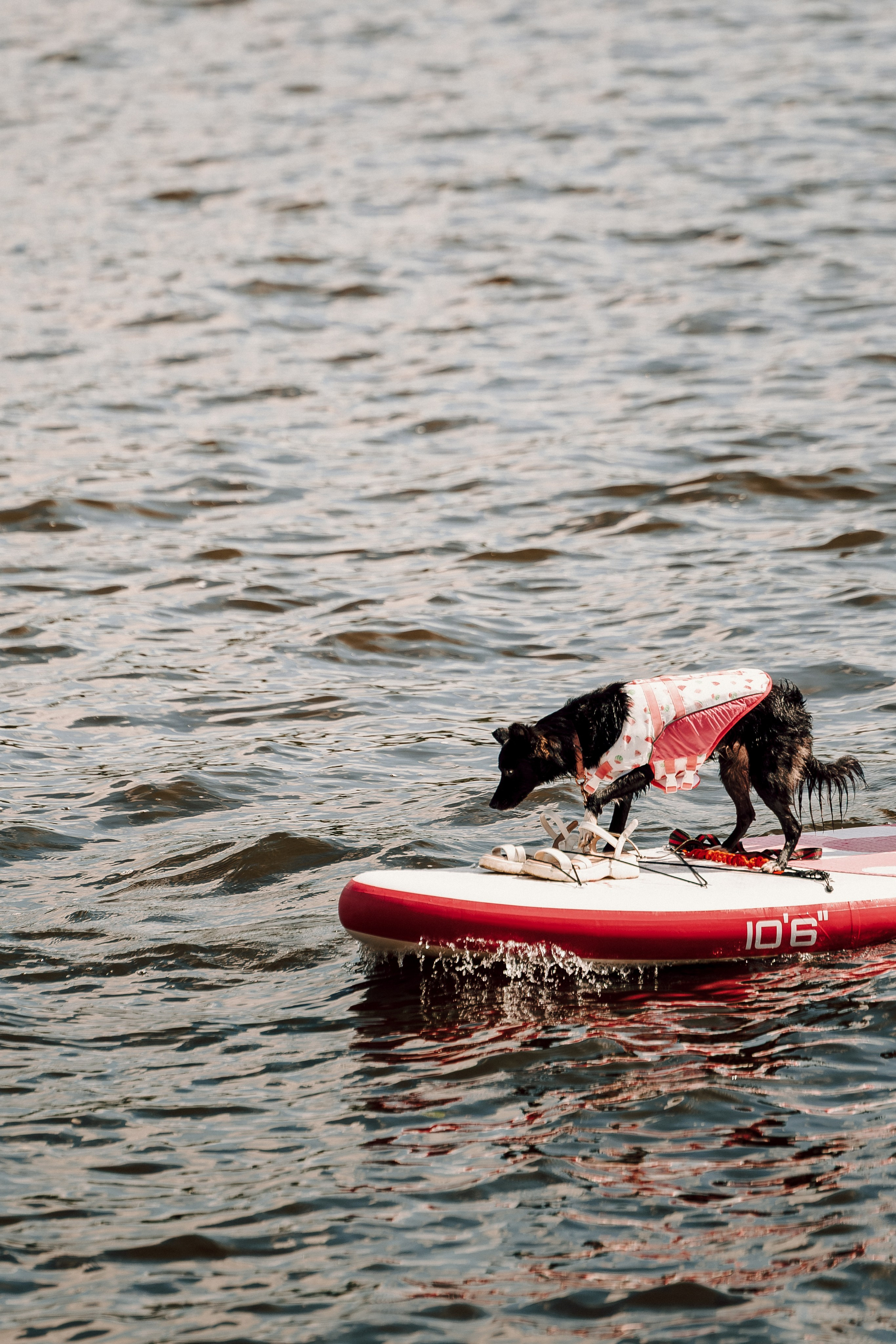 E1 Sup Fest 2026. Фотограф Лёшка Варзегов