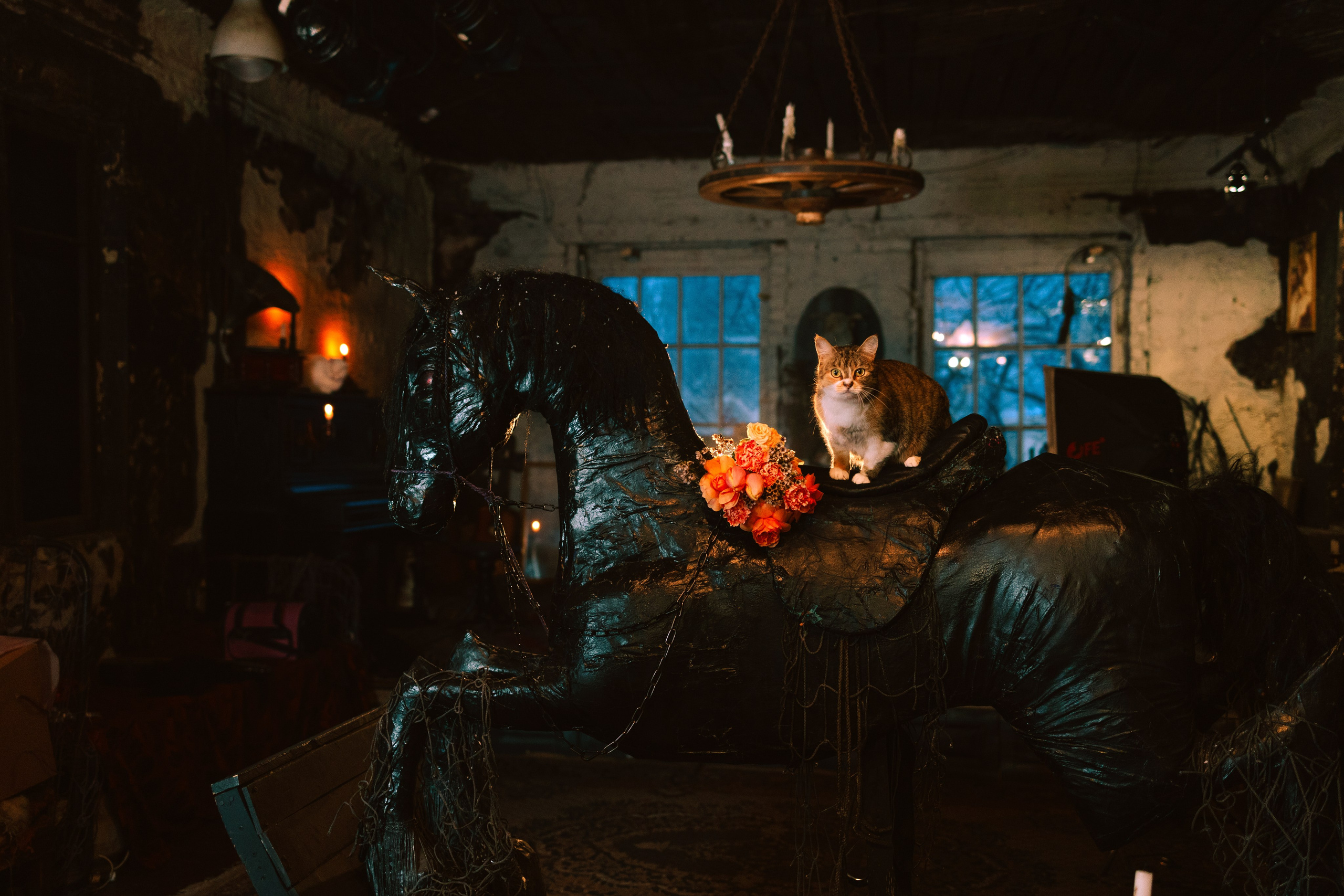 Съёмка домашних животных