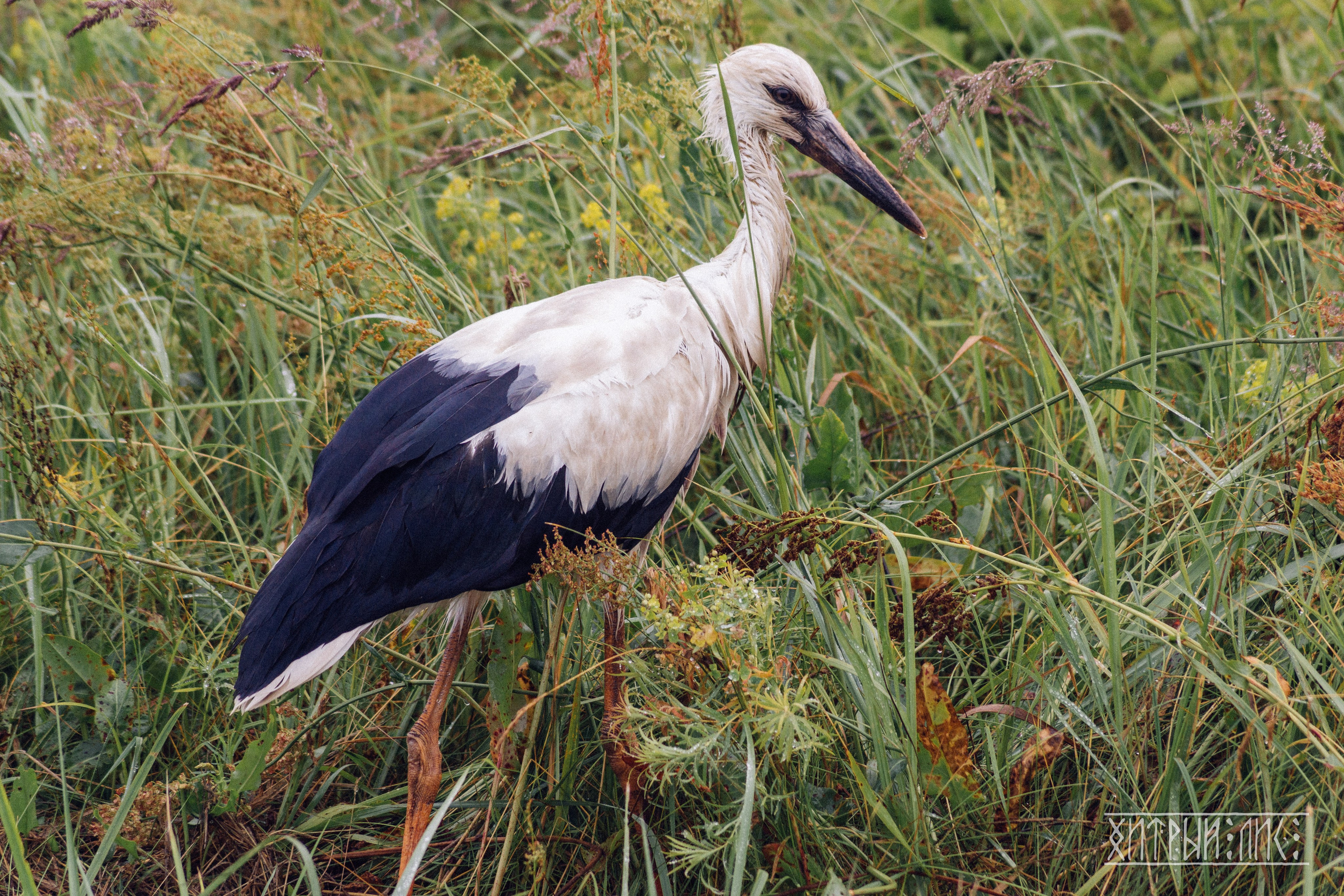 Беларусь. Фотограф-путешественник Самойлов Максим «Sly Fox»