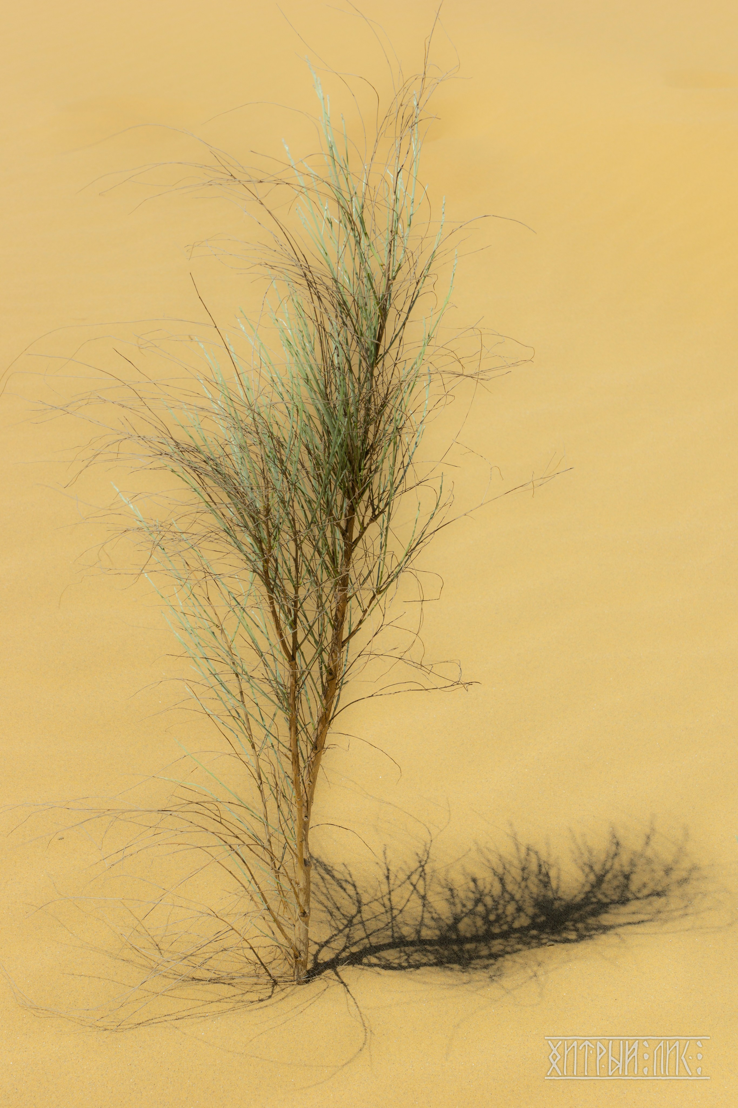 Дагестан. Фотограф-путешественник Самойлов Максим «Sly Fox»