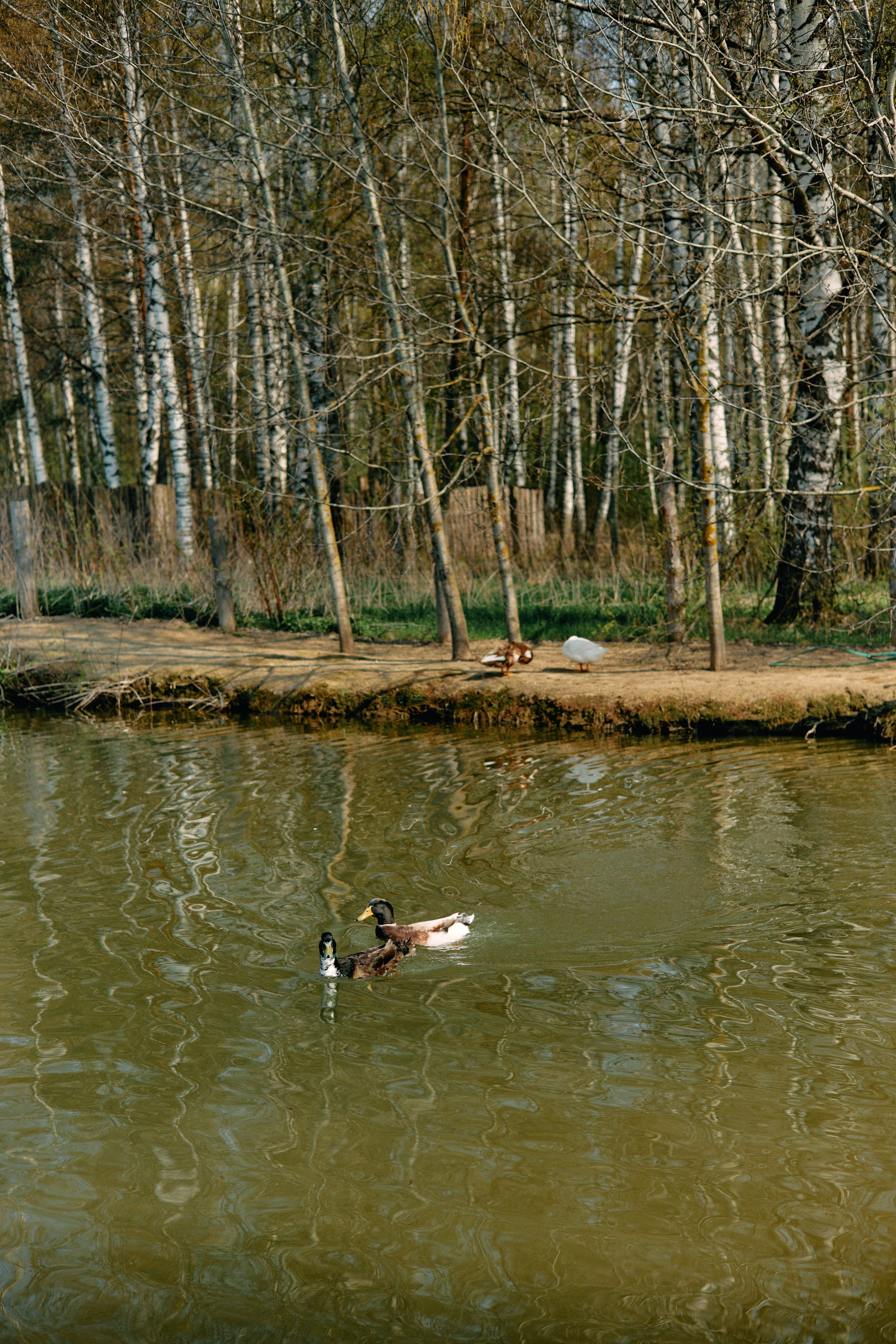 Бутик-отель Поле летом. Профессиональный Фотограф во Владимире, в Москве и в Суздале — Полина Романычева