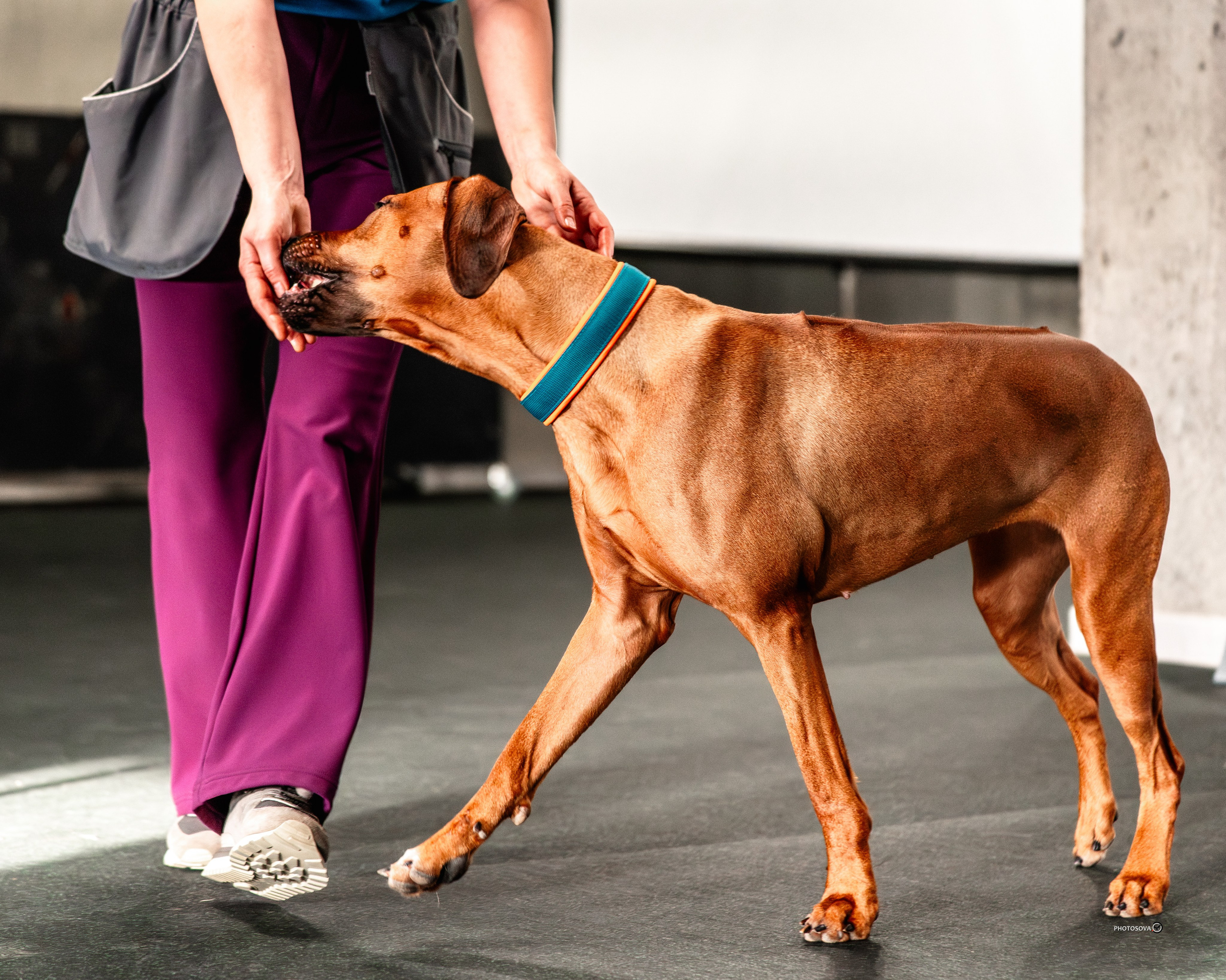 ТЫ И Я (соревнования по ралли-обидиенс). Фотограф-анималист, семейный фотограф в Москве и Подмосковье. Фотосъёмка кинологических дисциплин