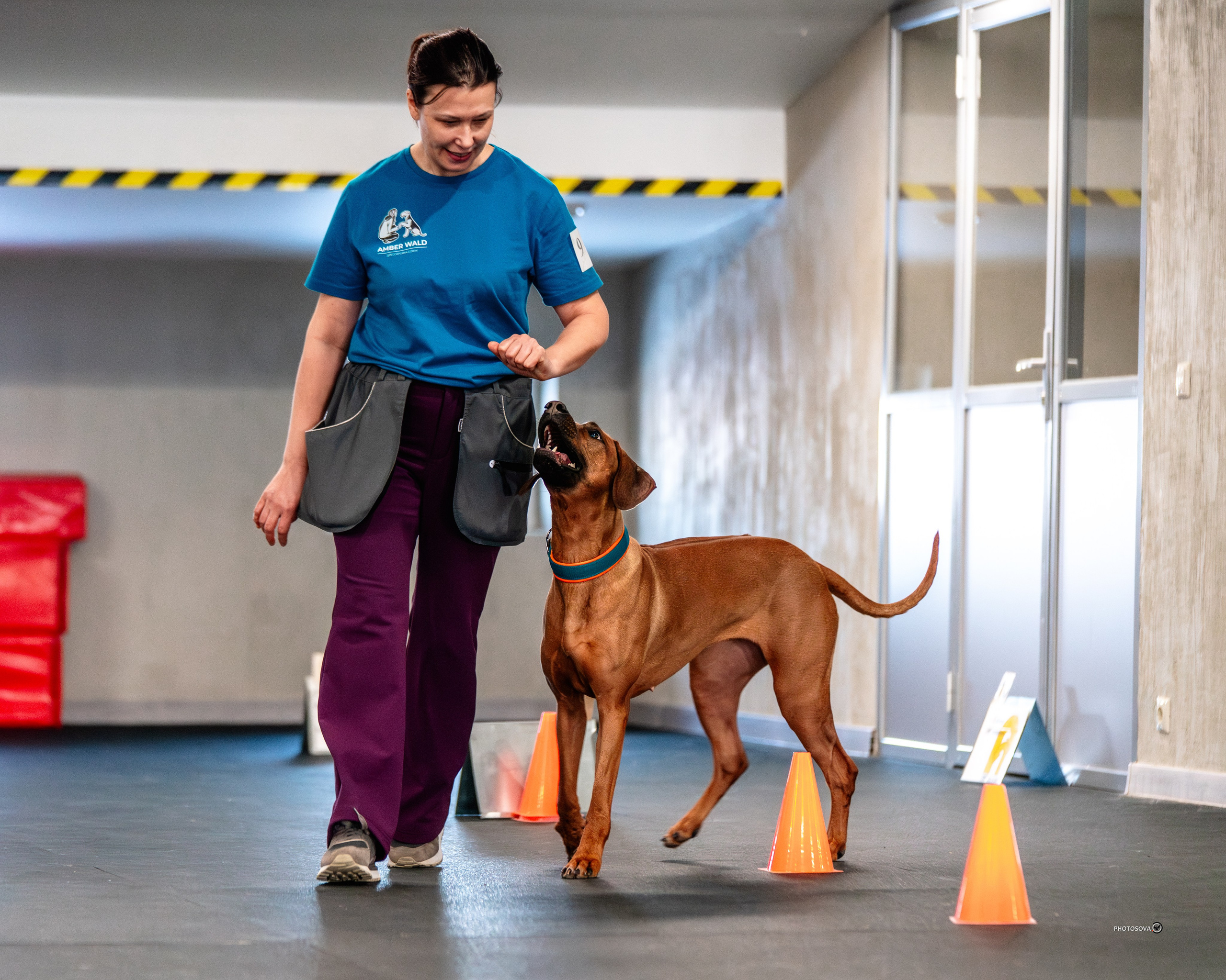 ТЫ И Я (соревнования по ралли-обидиенс). Фотограф-анималист, семейный фотограф в Москве и Подмосковье. Фотосъёмка кинологических дисциплин