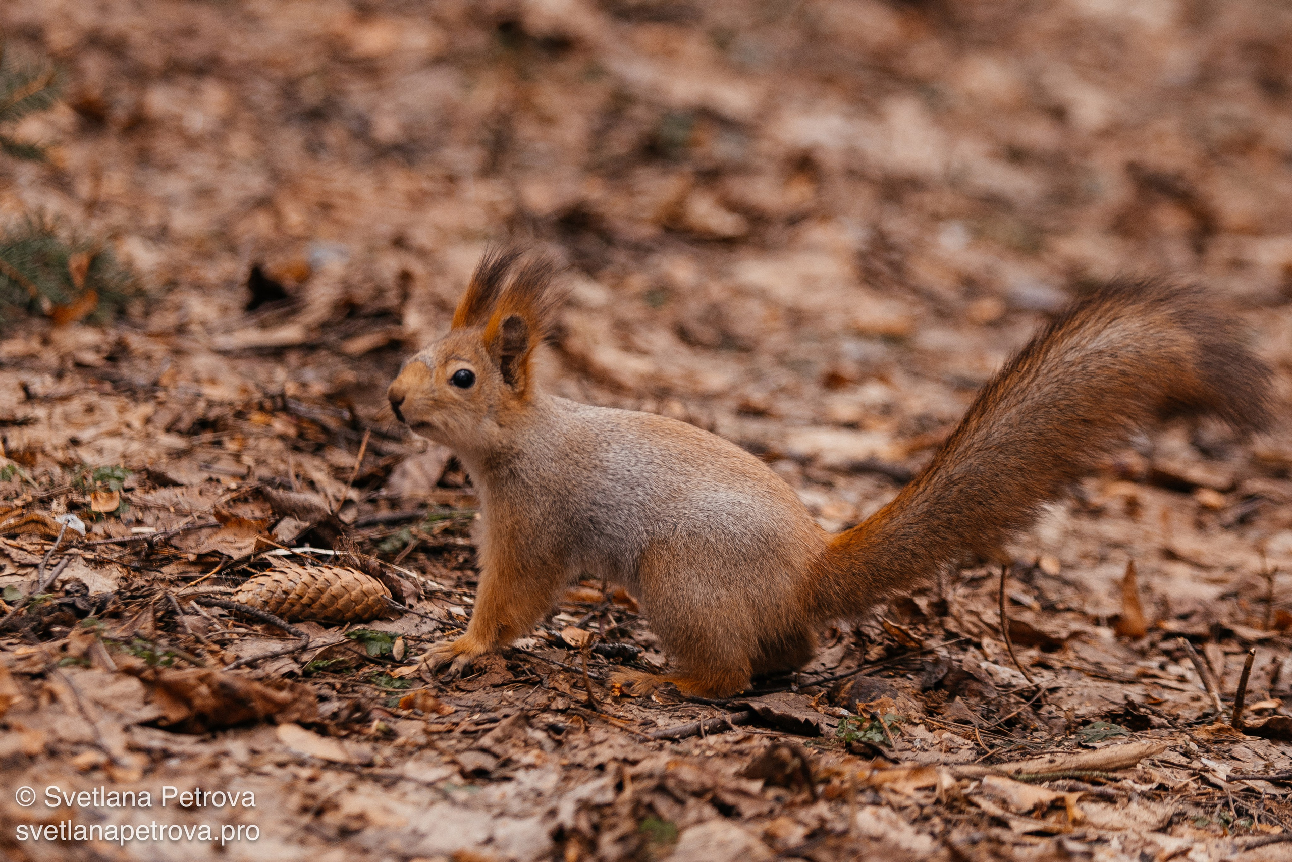 Белочки. Весна 2026. Фотограф Светлана Петрова
