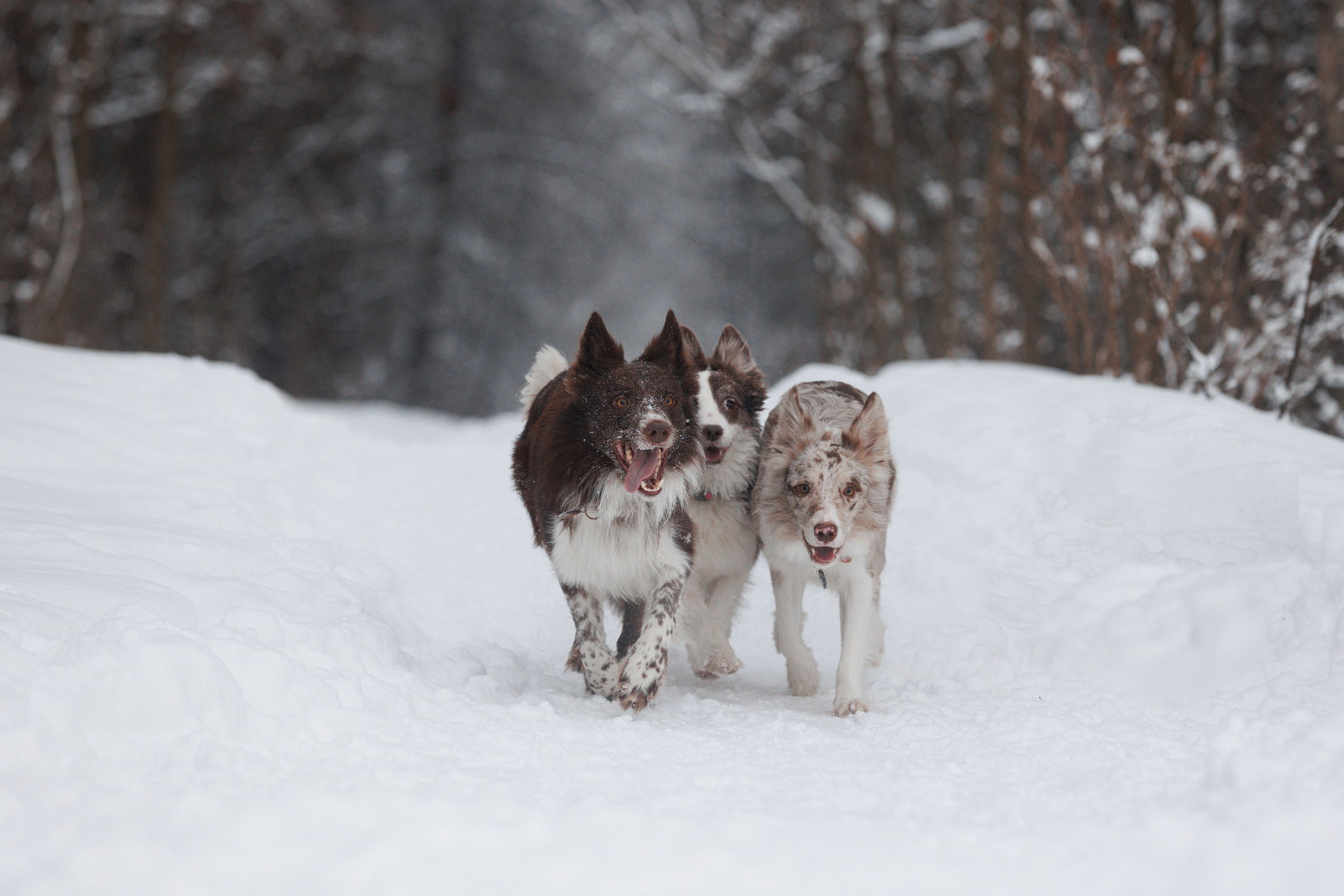 Даша и компания. Фотограф анималист Кристина Карпова, Москва