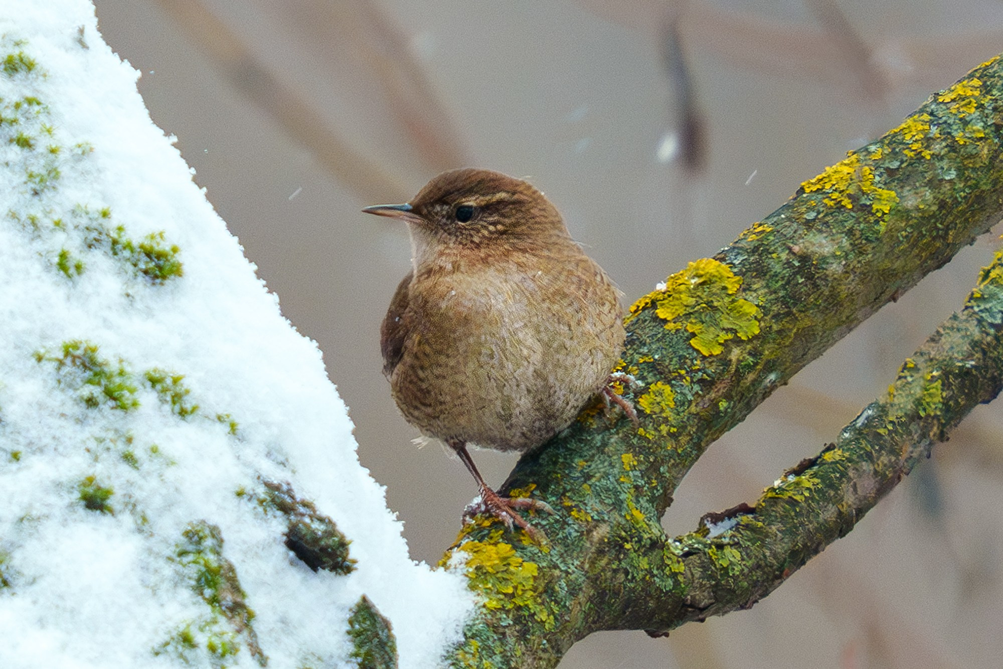 Удивительные мир птиц. Вокруг нас столько прекрасного — присмотритесь!. Ваш личный фотограф Марина Волкова