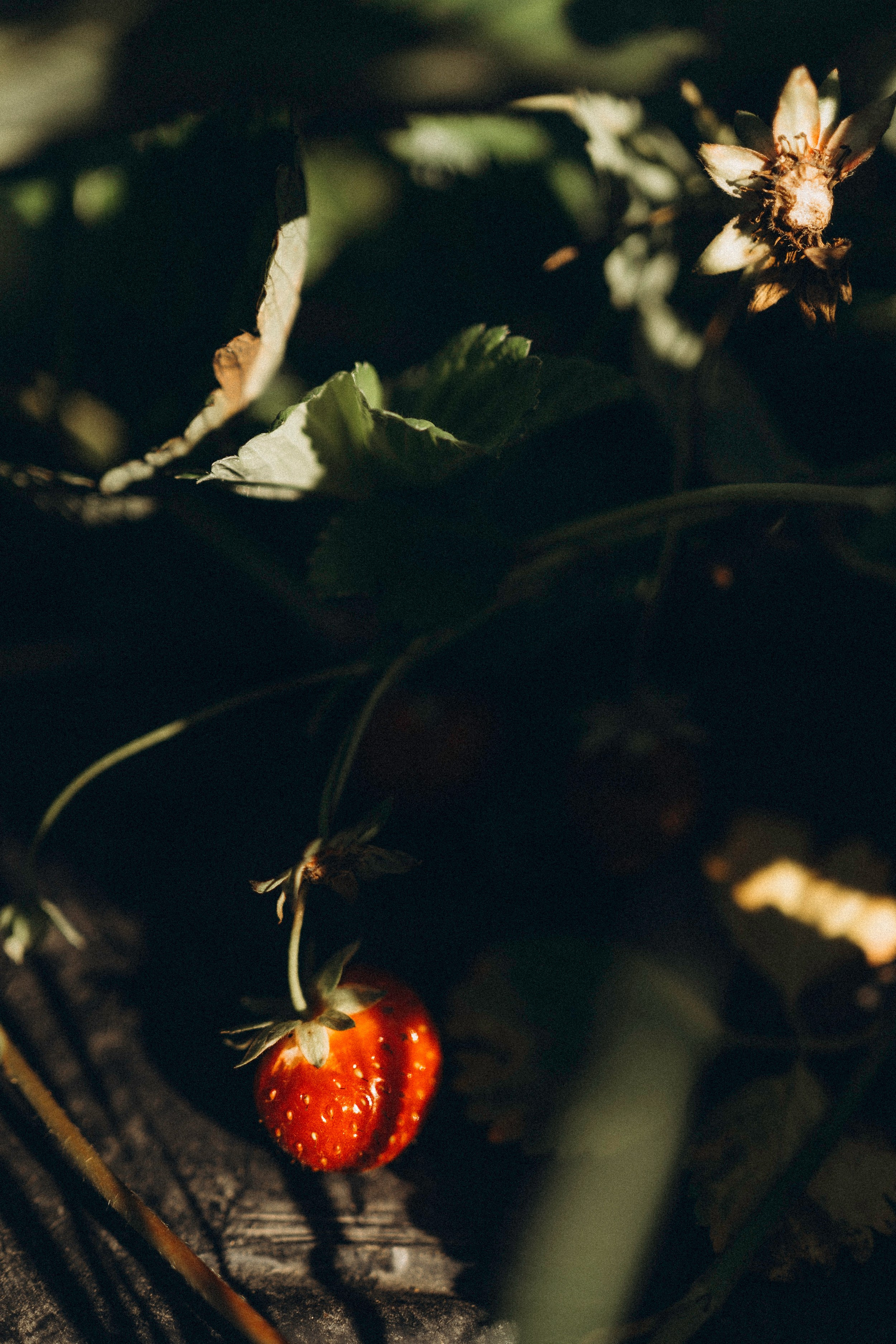 Алина и Оливия съемка на природе. Семейный фотограф в Калуге Ирина Алдохина