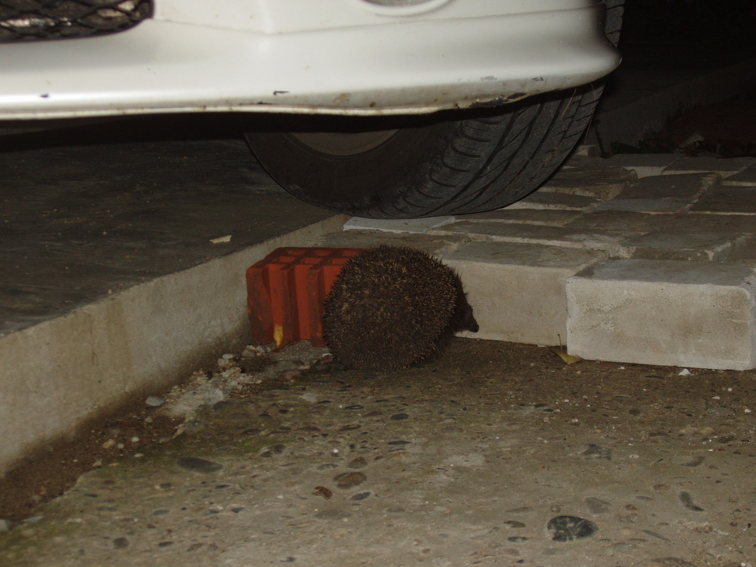 Отпуск 12.06-18.08. Семейный, Свадебный фотограф СПБ Питер— Романова Екатерина