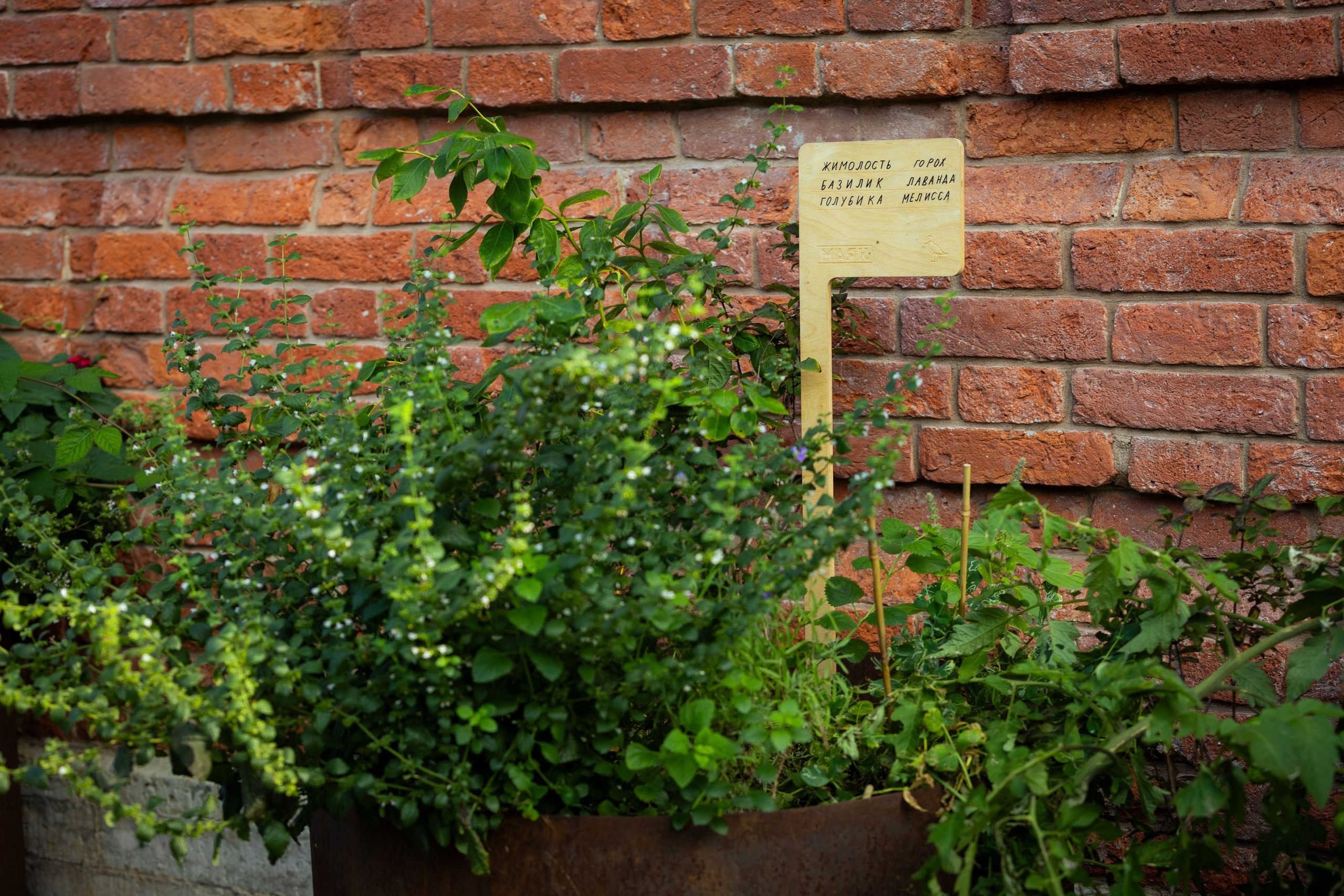 Кольский (осень 2025). Фотограф Виноградов Константин