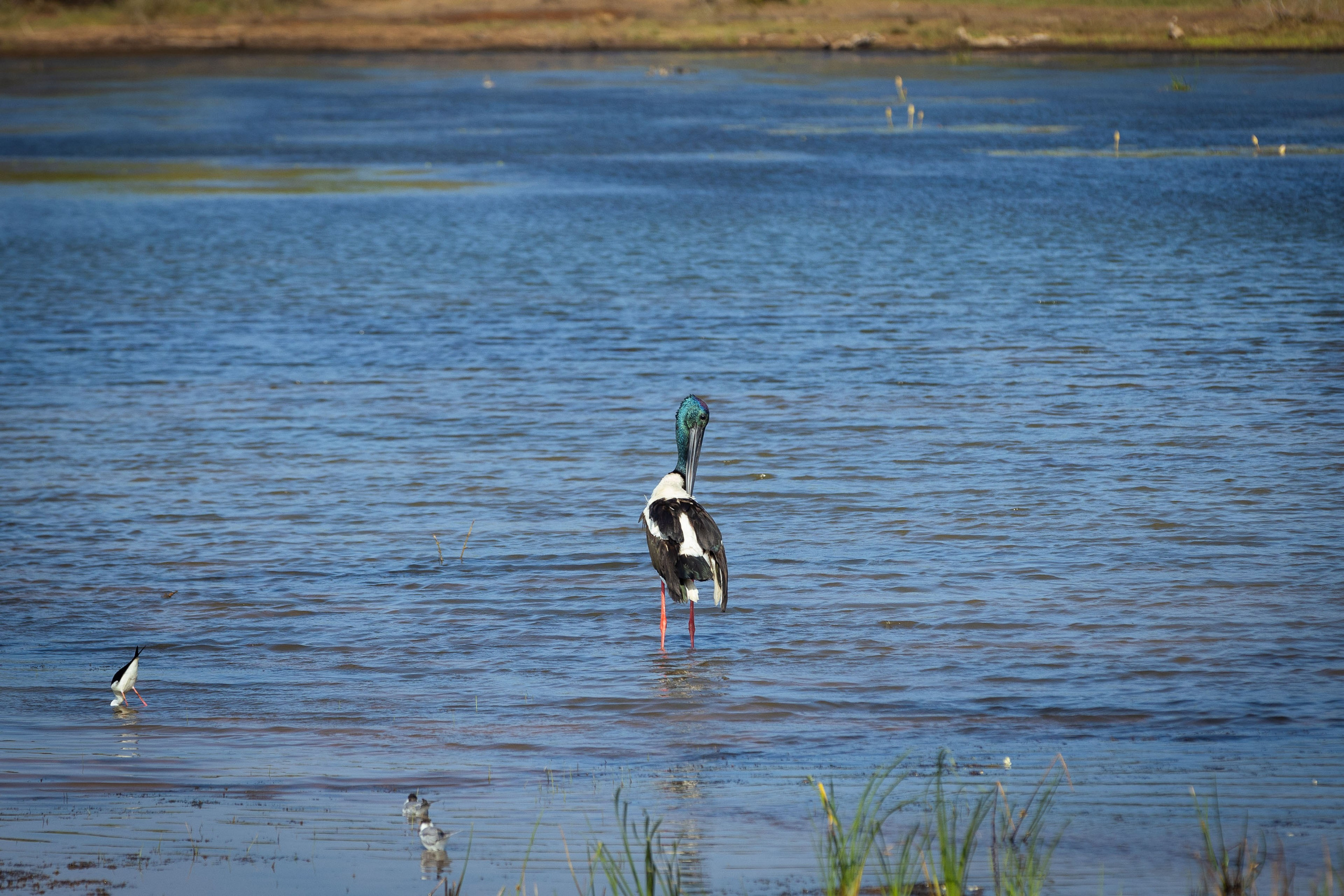 Шри-Ланка (весна 2024). Фотограф Виноградов Константин
