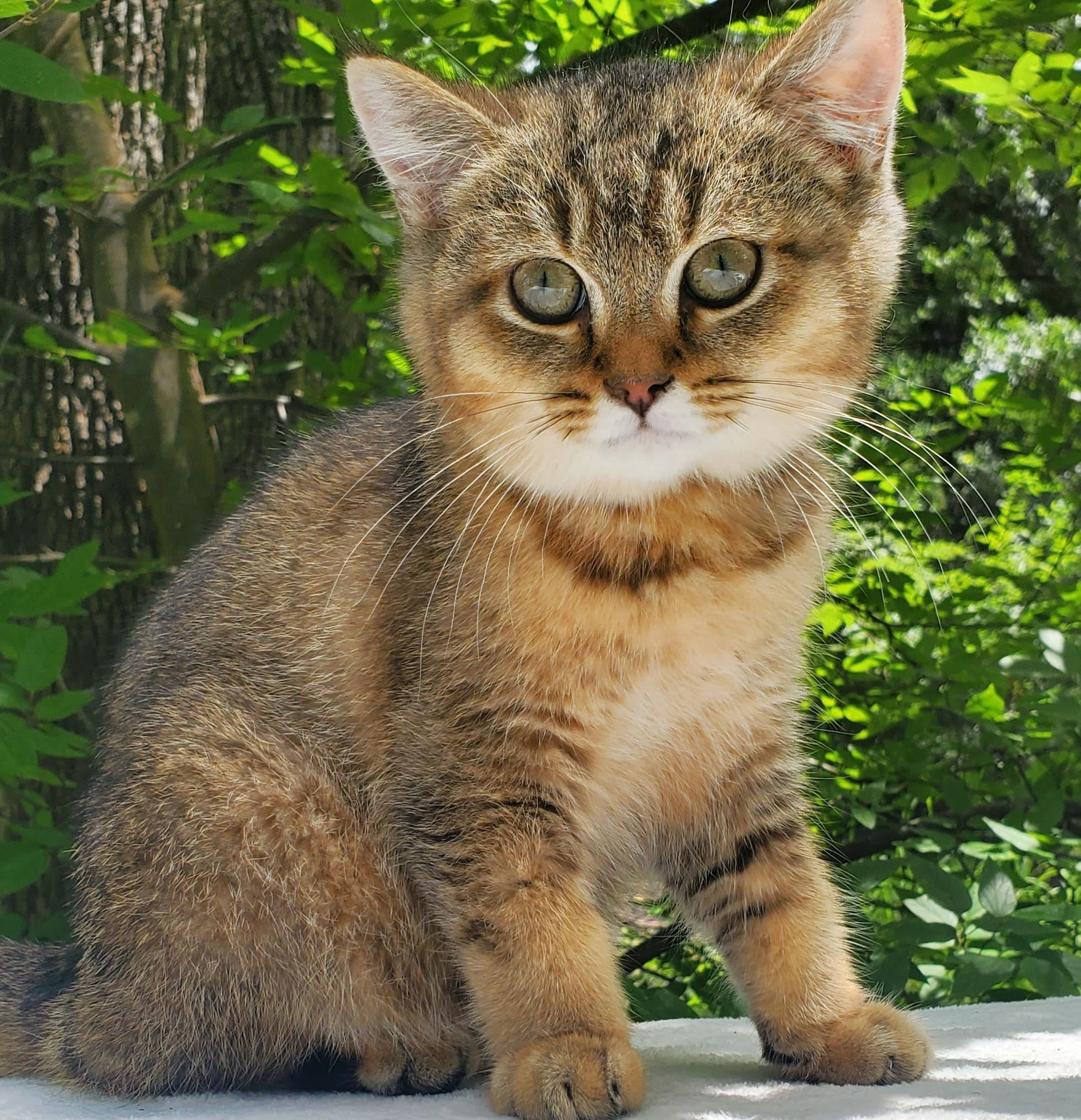 Sammy, male, DB-04.07.25, sold. British shorhair Cats