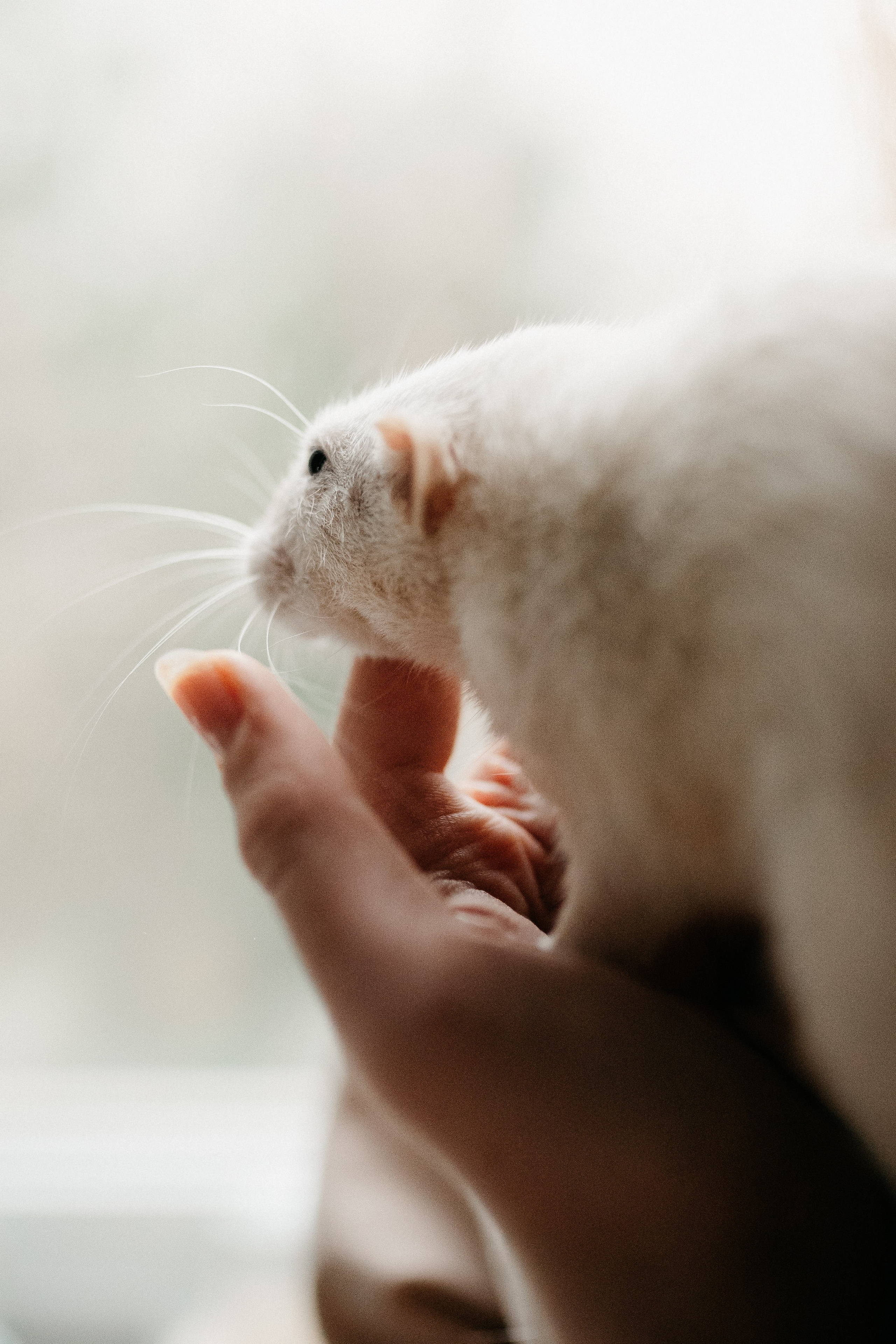 Даша, Диана, Дебби и маленькая крыска. Фотограф анималист в Москве Ольга Агушева