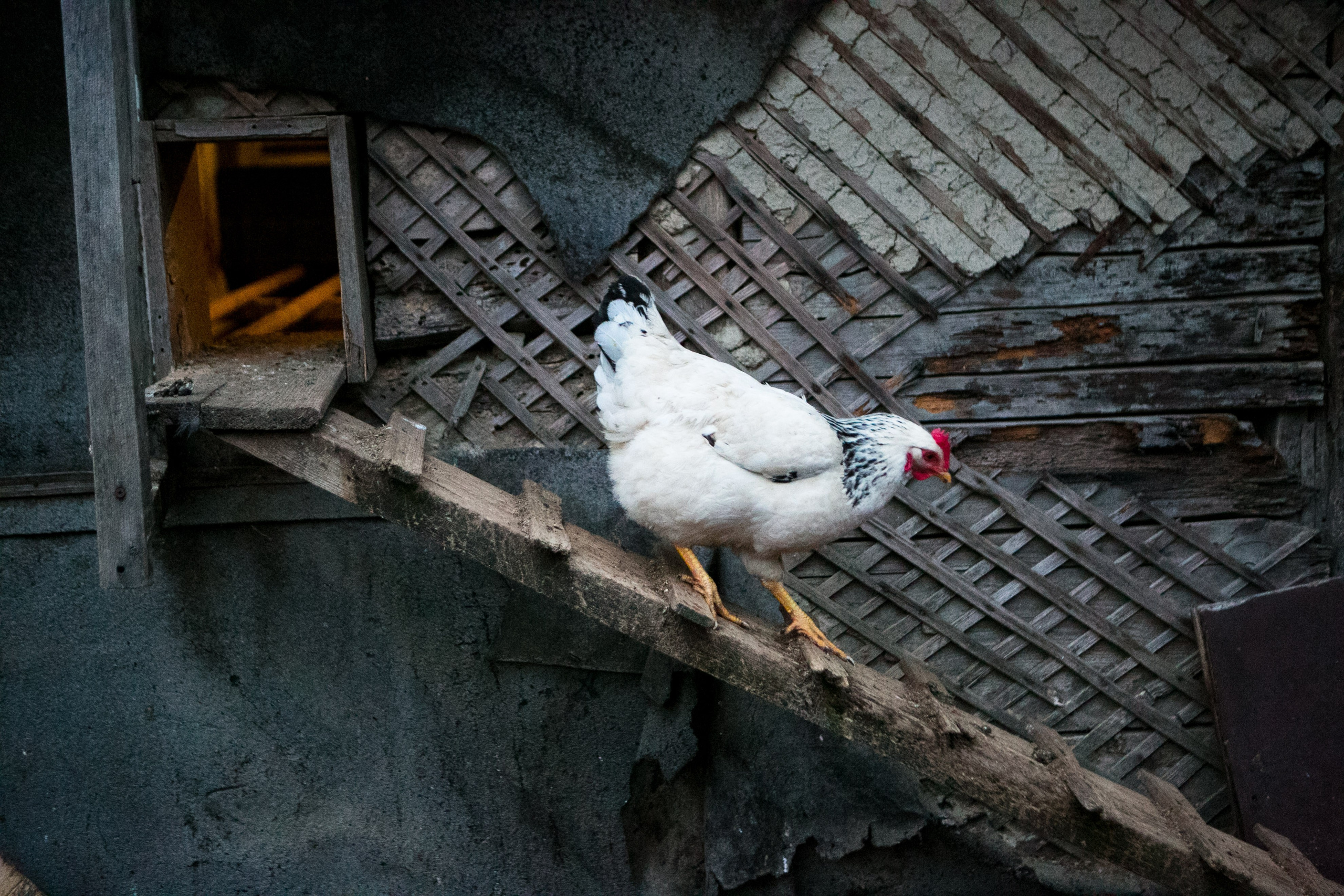 Деревенская еда «Домашние лакомста». Фотограф Красная Поляна — Сочи — Москва