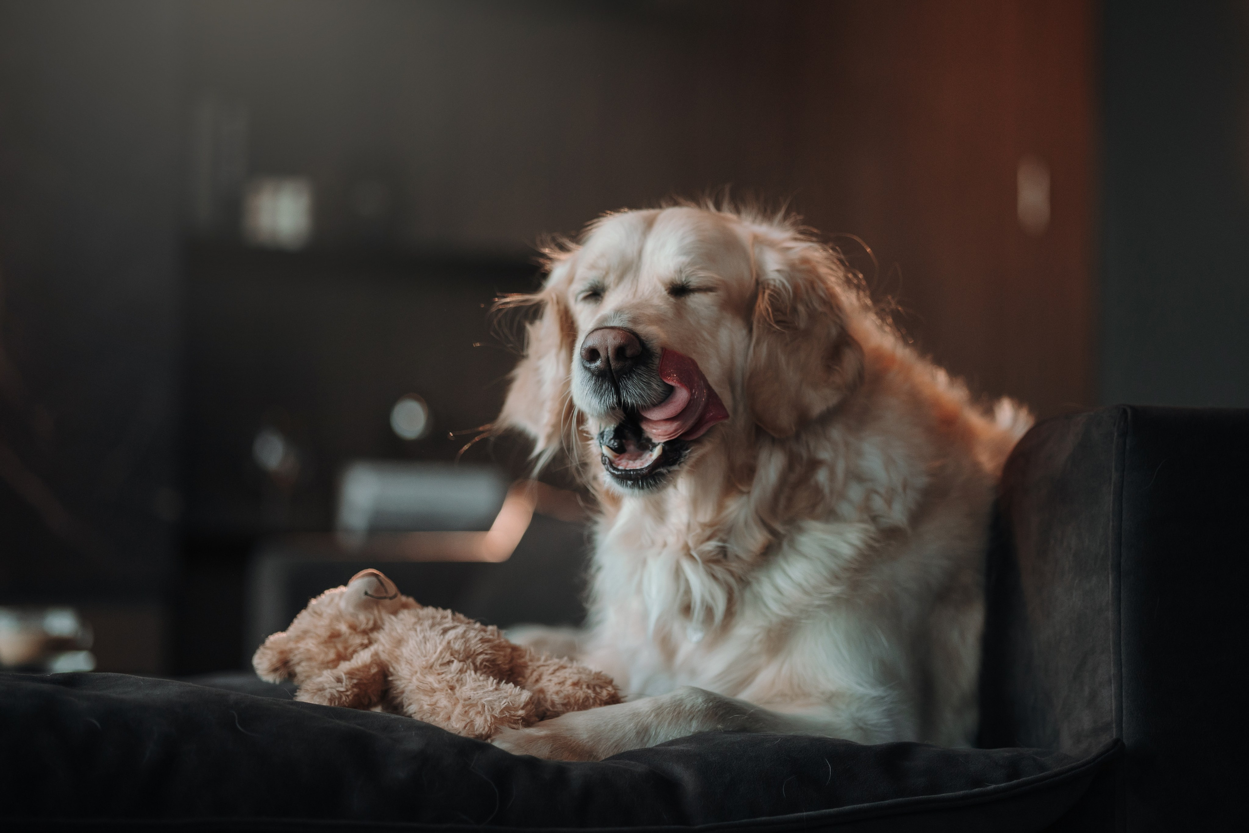 Вика и Рози. Фотограф — Анималист | Санкт-Петербург