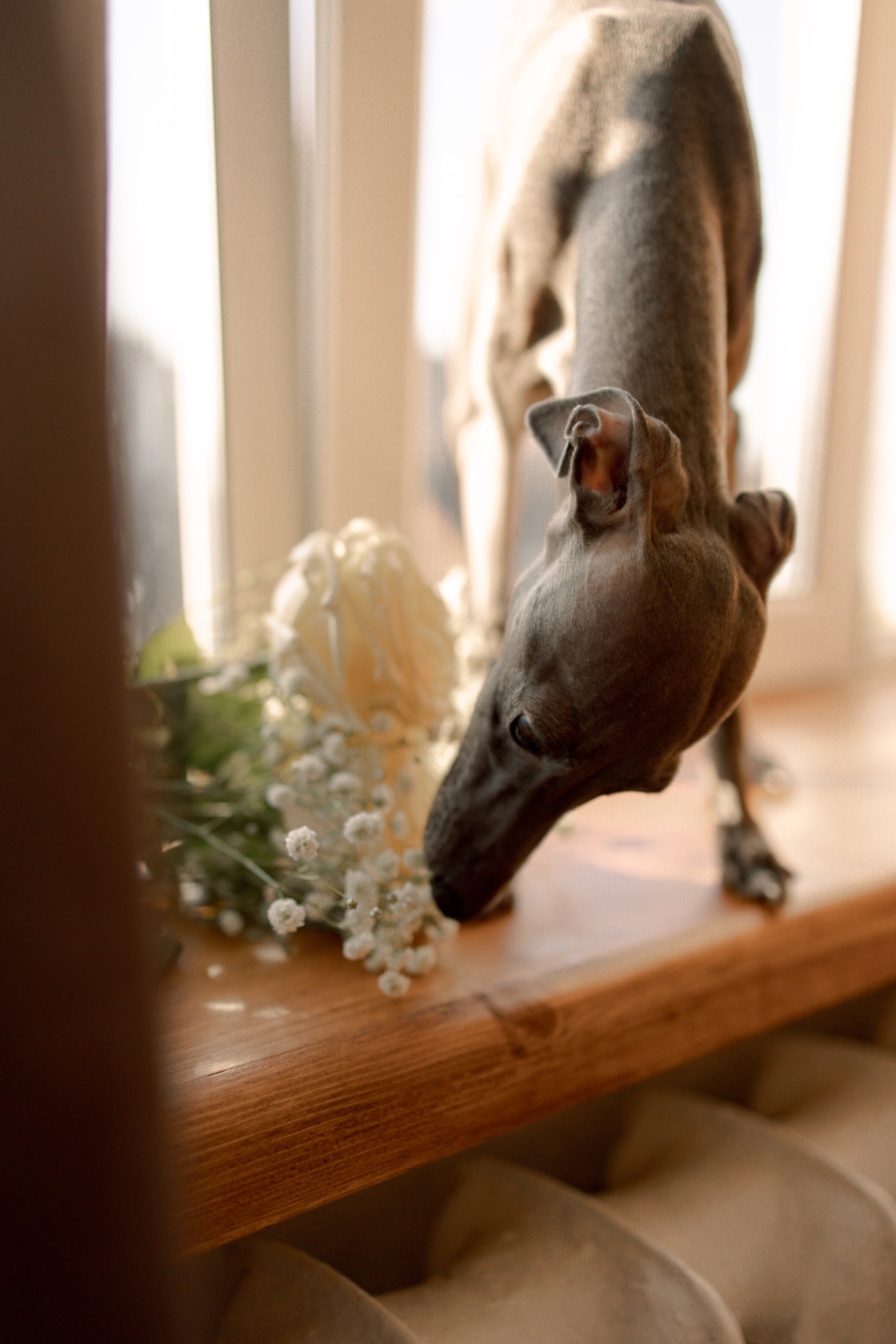 Ксюша и Луна. Фотограф — Анималист | Санкт-Петербург