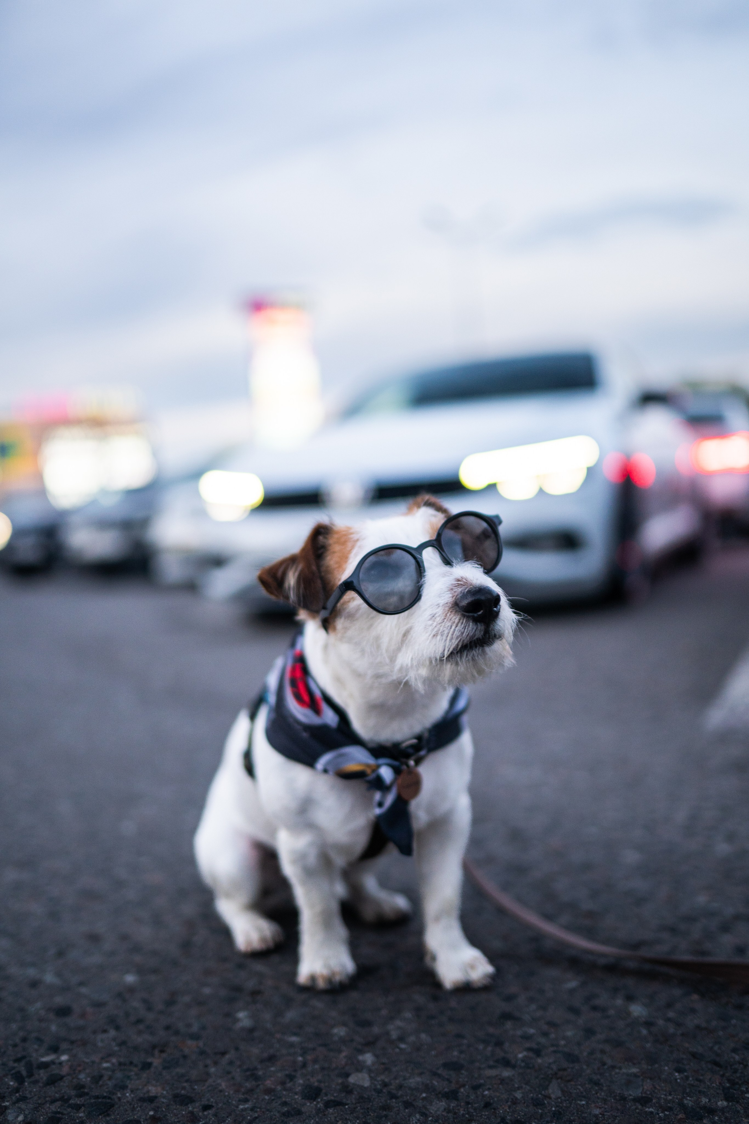 DOWNFLY | 13.07.2024. Mirllaev