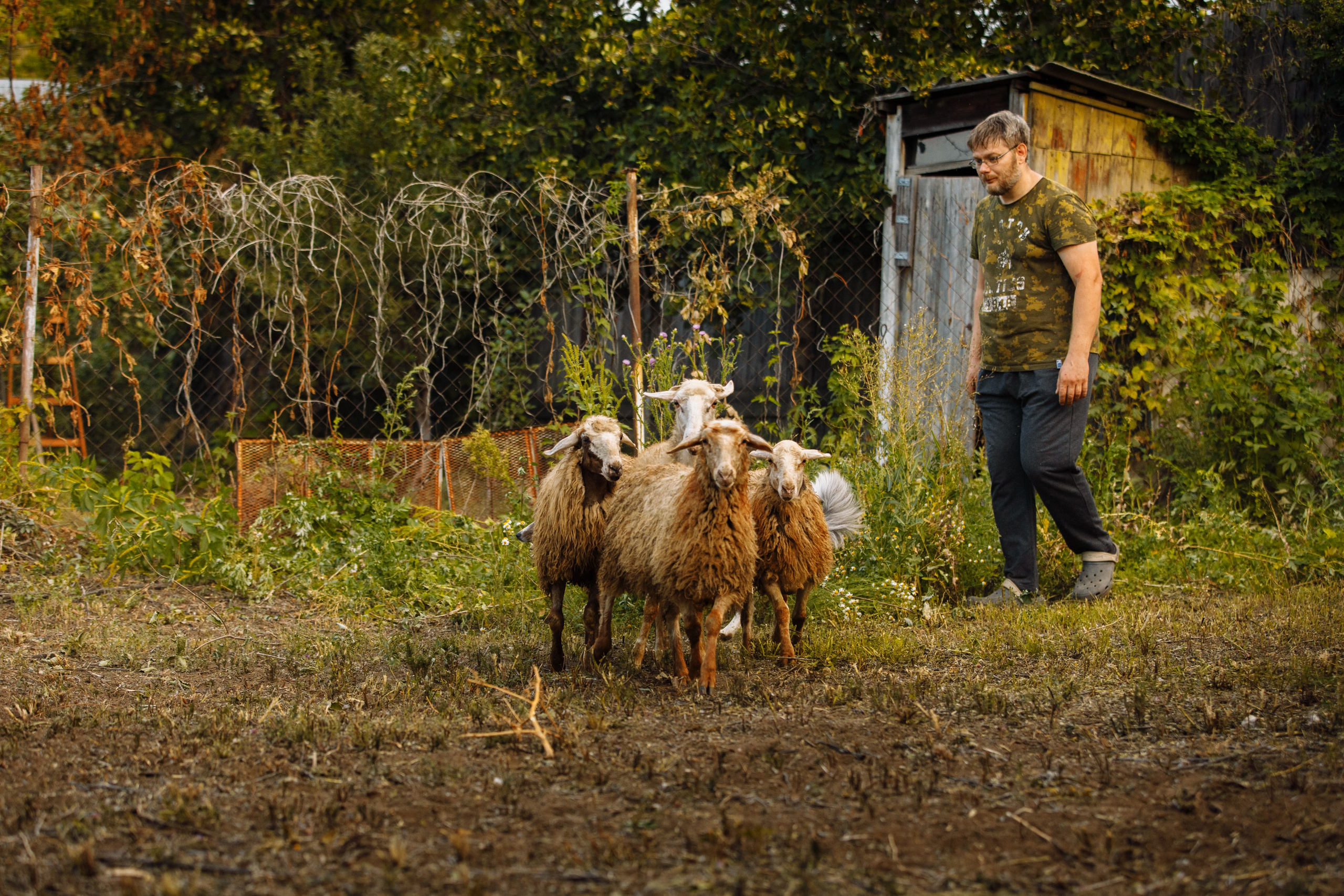 Овечий день. О нас