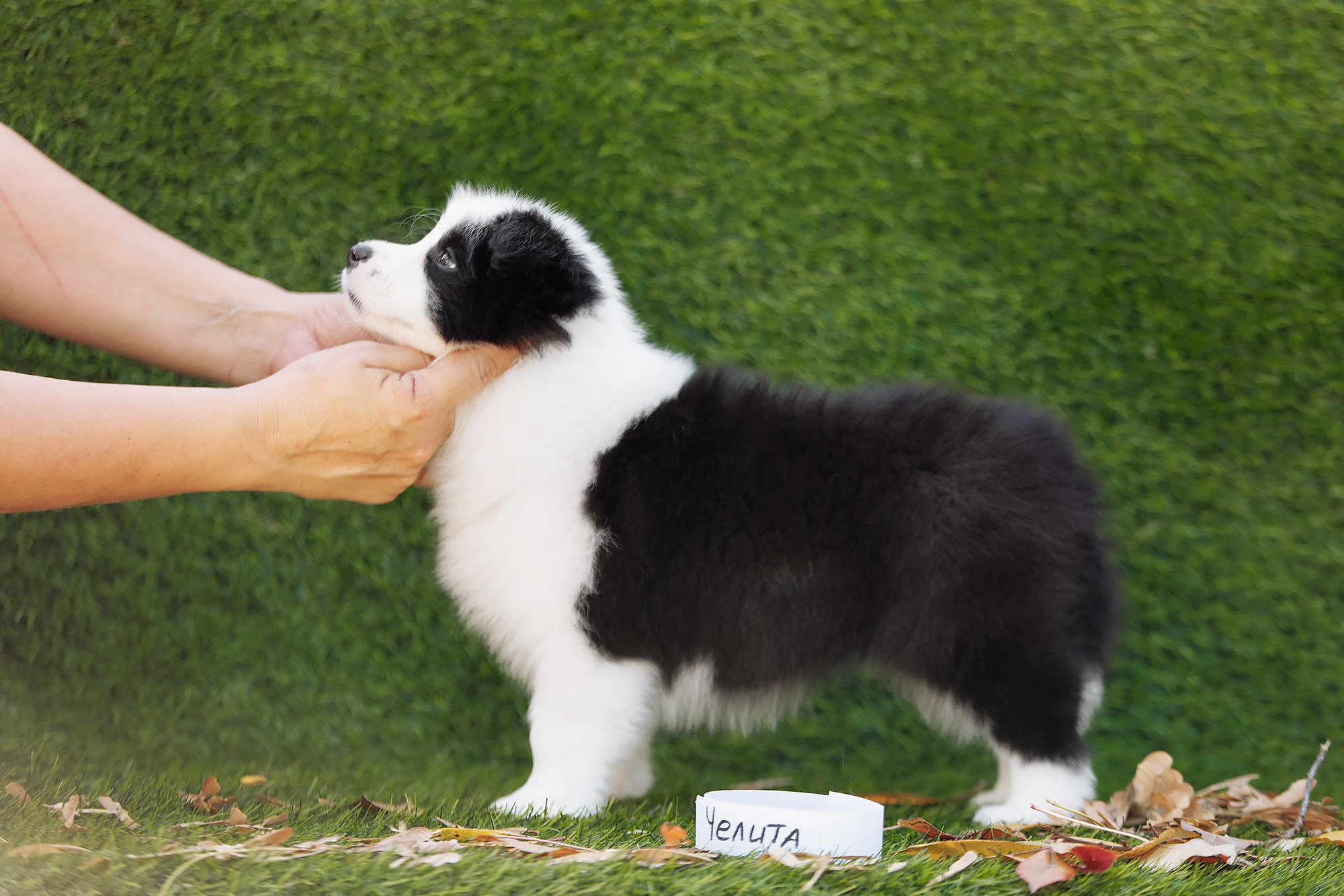 Новый лист. О нас